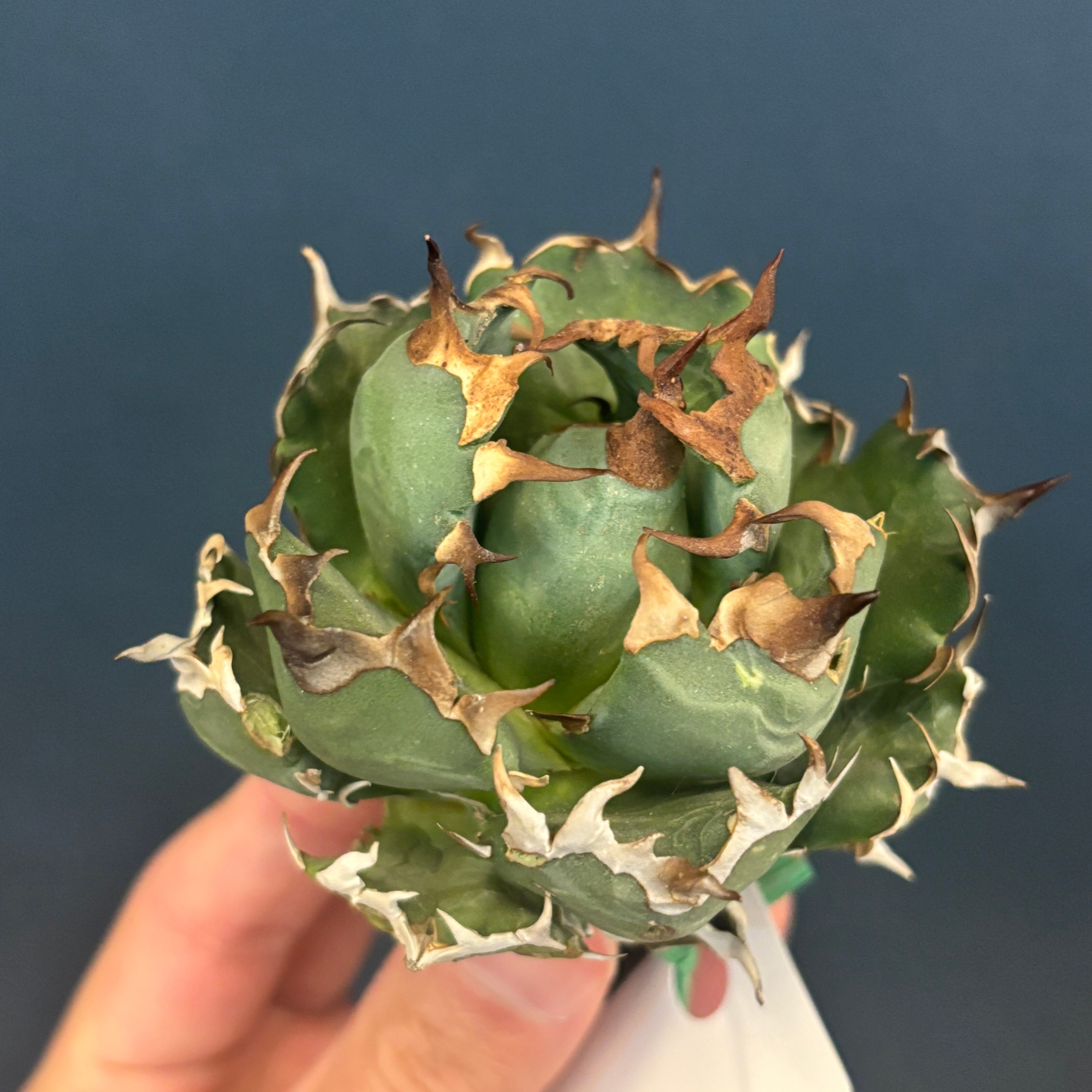 現品】2026年 CHAMさんアガベ イラン株福袋 20,000円 | PROTOLEAF