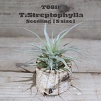 【送料無料】ストレプトフィラ Seedling S〔エアプランツ〕現品発送T0811