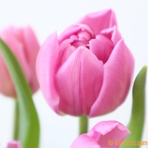 【ブラックフライデー】初物　ピンクの八重咲きチューリップ　　10本