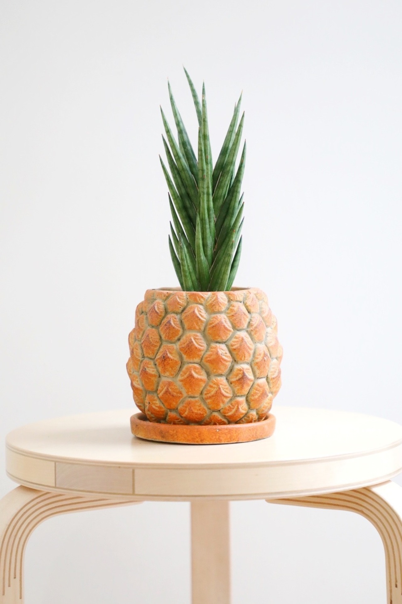 【S】サンスベリア フランシシー/Sanseveria Francisii