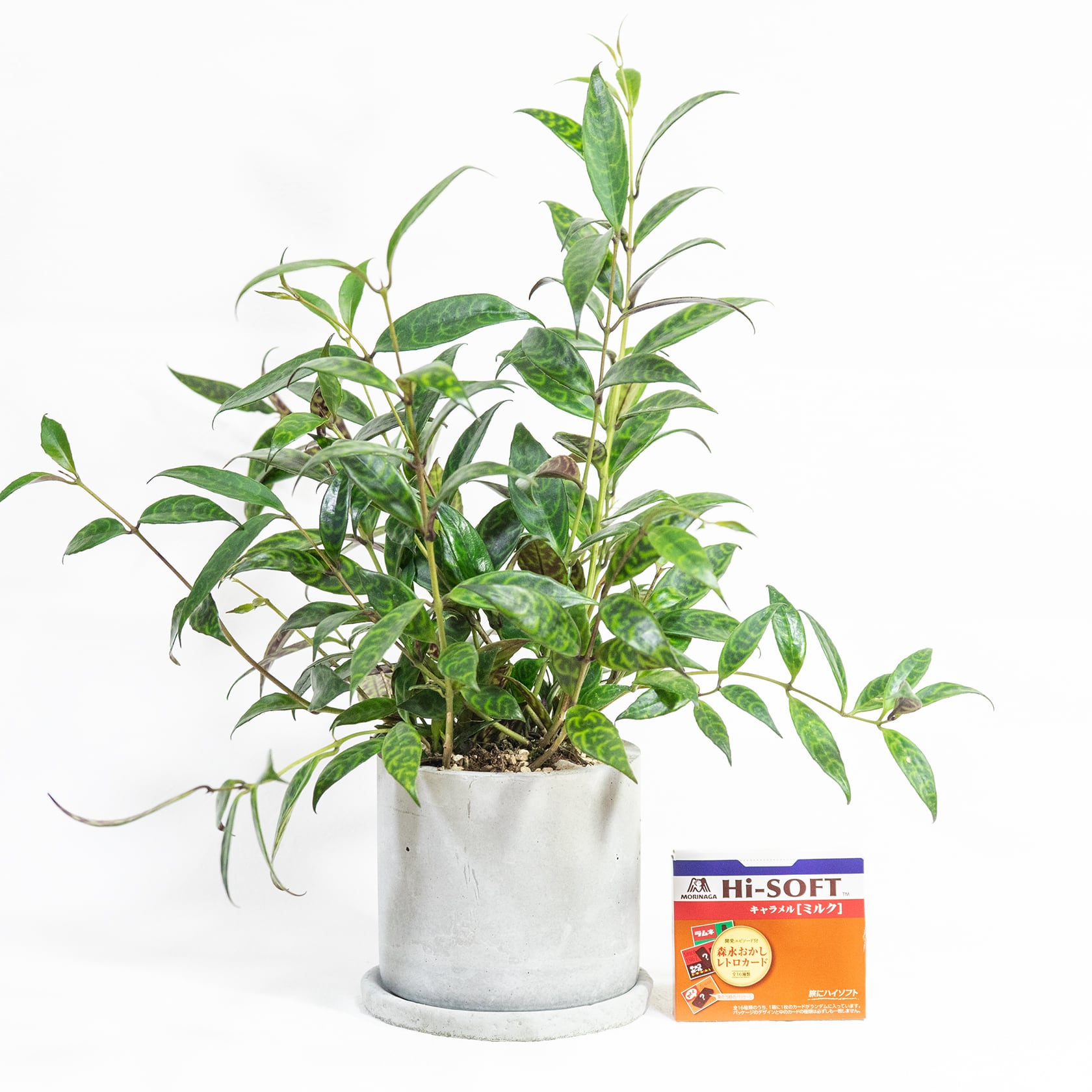 エスキナンサス・マルモラタス 垂れ下がる葉の流れと迷彩柄が空間に映える一点物