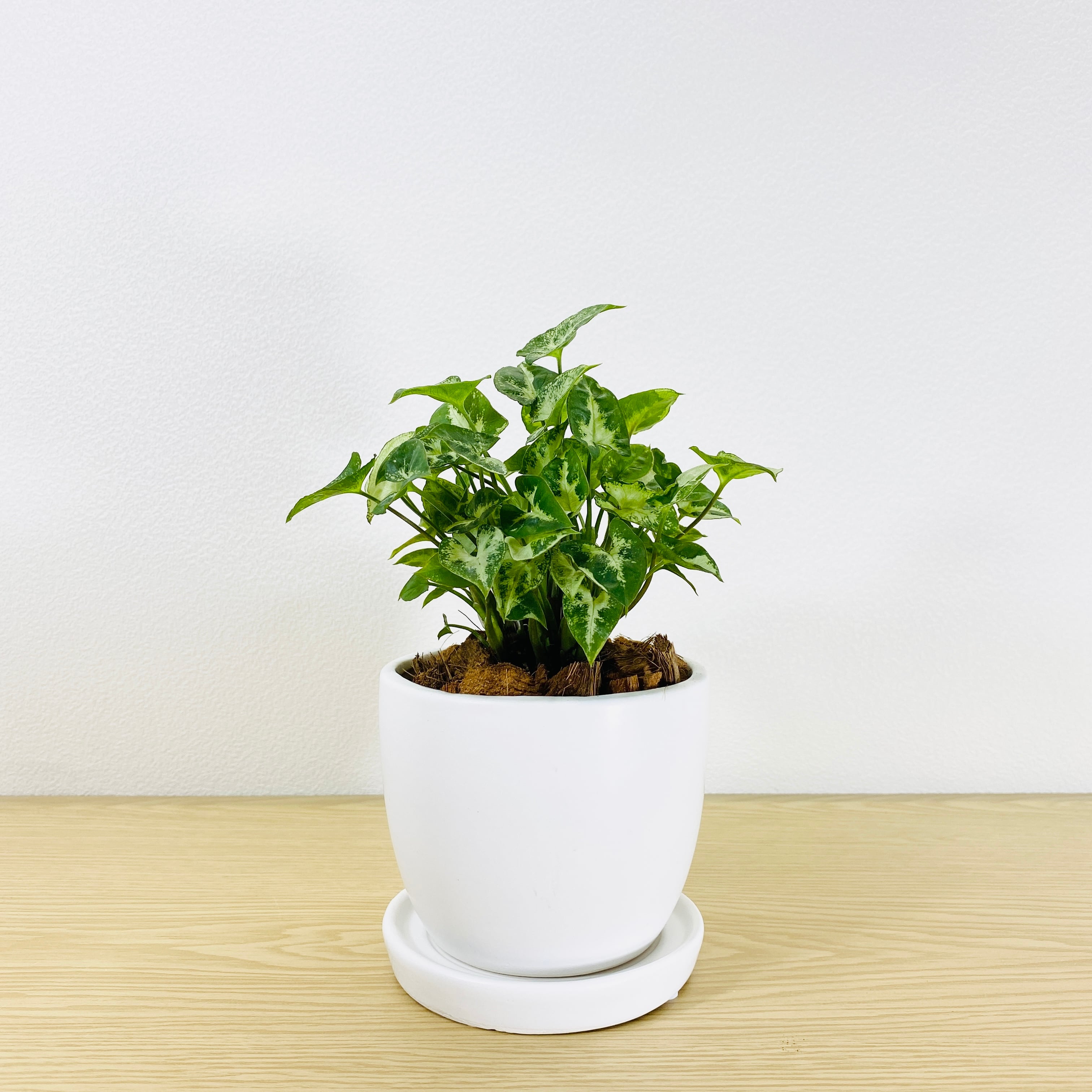 シンゴニウム　マッキー　[観葉植物・1点もの] 小さい葉がとても可愛らしいです！