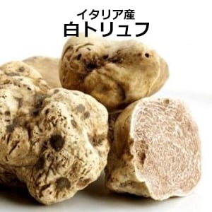 Bambina】26～30gの粒・白トリュフ【即納】 | FRESH TRUFFLE JAPAN