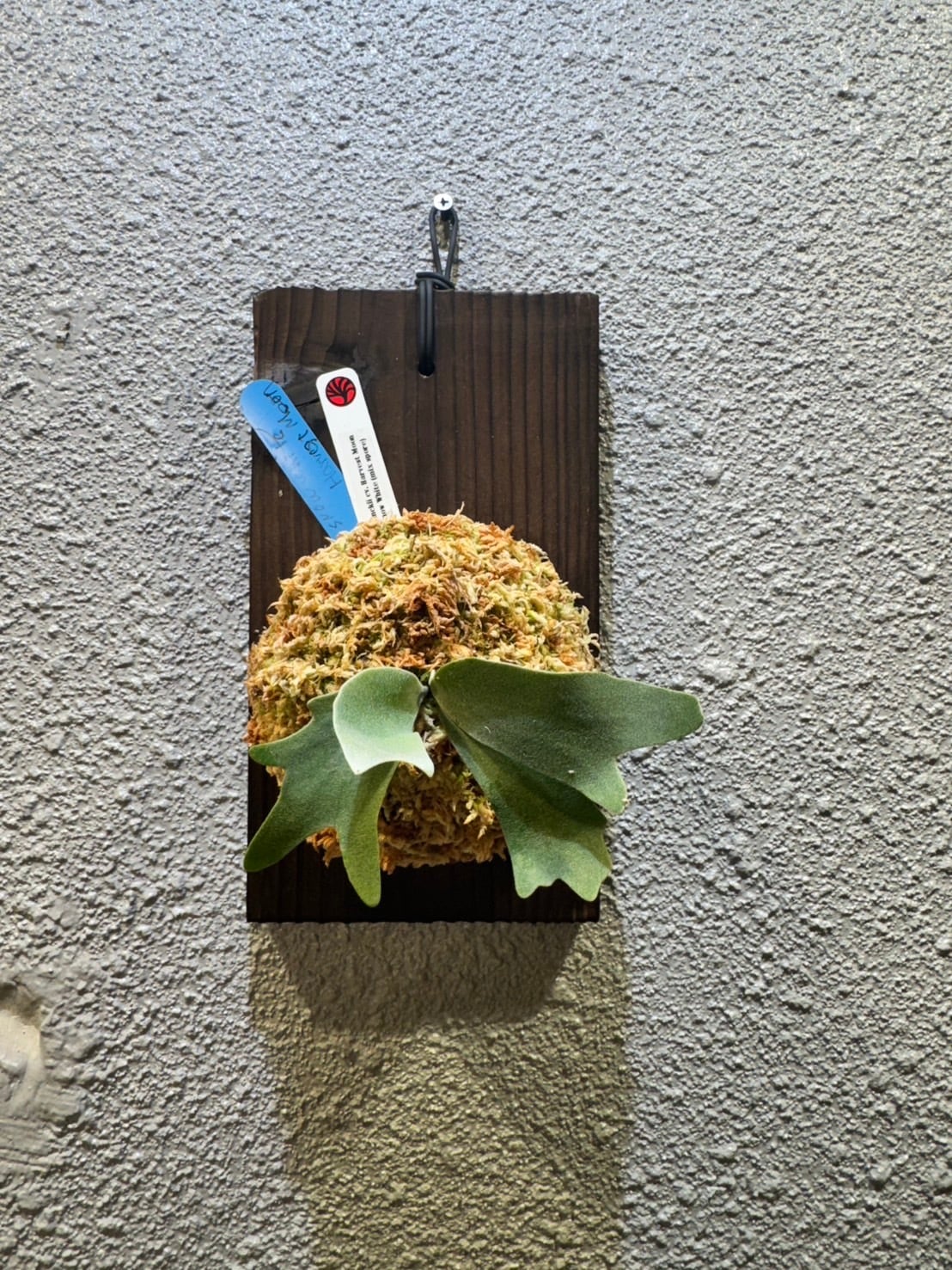 P.willinckii cv.Harvest Moon × P.Snow White (MIXspore) | Plants.Links