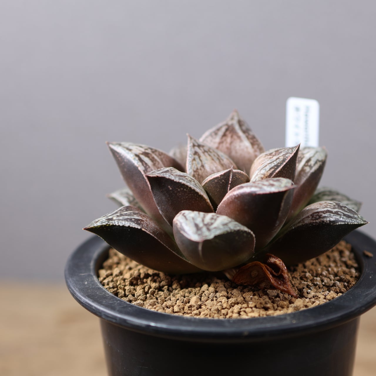787『ハオルチア ホワイトウルフ』観葉植物【送料無料】 | MARX PLANTS