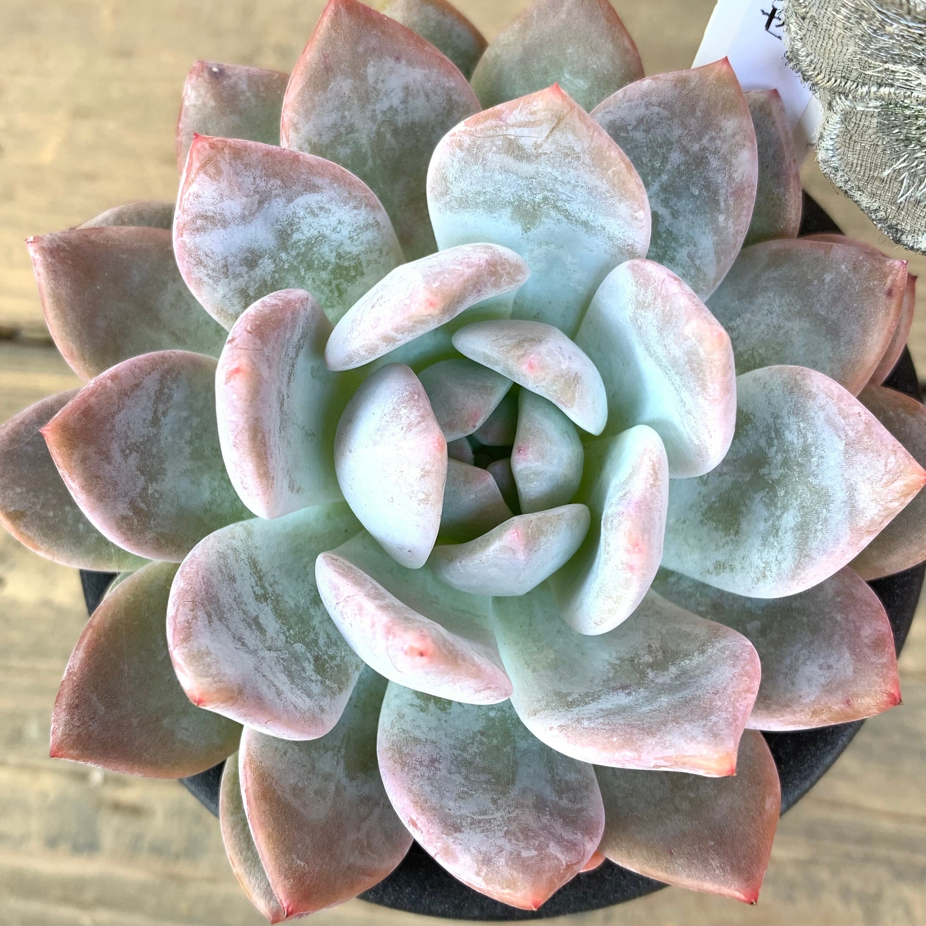 ラウリンゼ | RuPo 多肉植物専門店