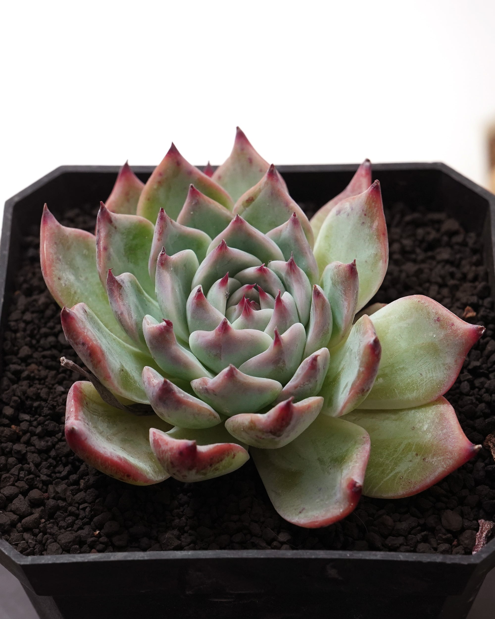 抜き苗 ダドレア グノマ Dudleya gnoma | PUKUBOOK SUCCULENTS
