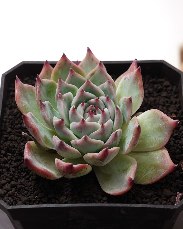 発根済カット苗 チワワエンシス 大株 Echeveria chihuahuaensis 発根済カット苗 チワワエンシス 大株 Echeveria chihuahuaensis