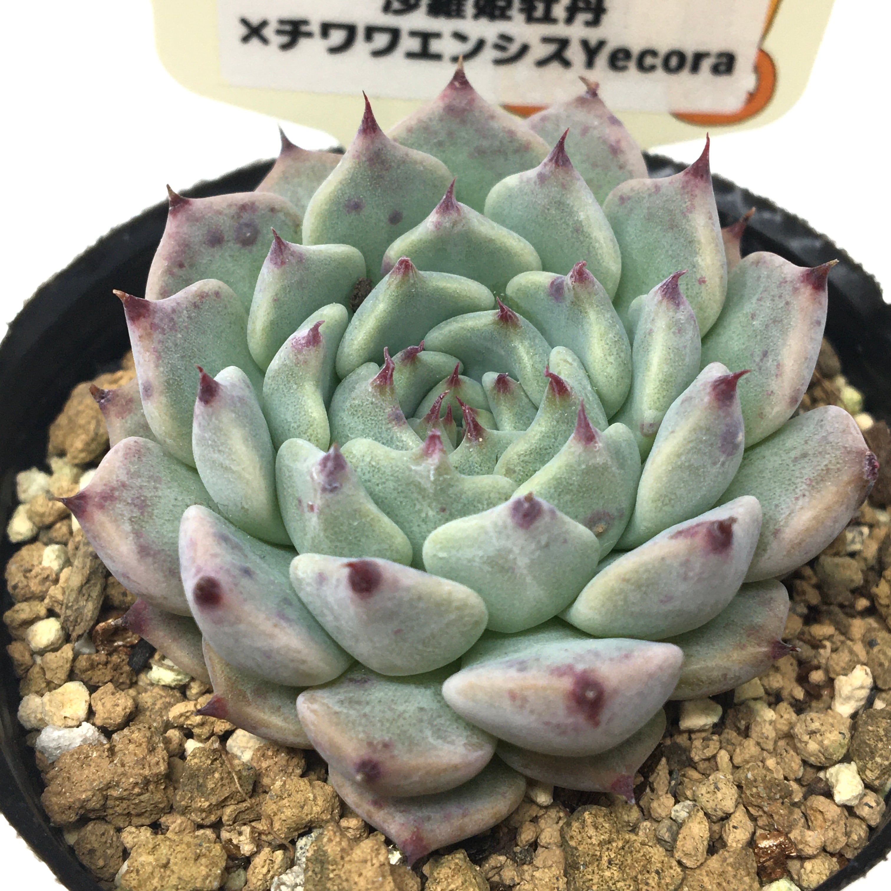 エケベリア | PROTOLEAF プロトリーフ