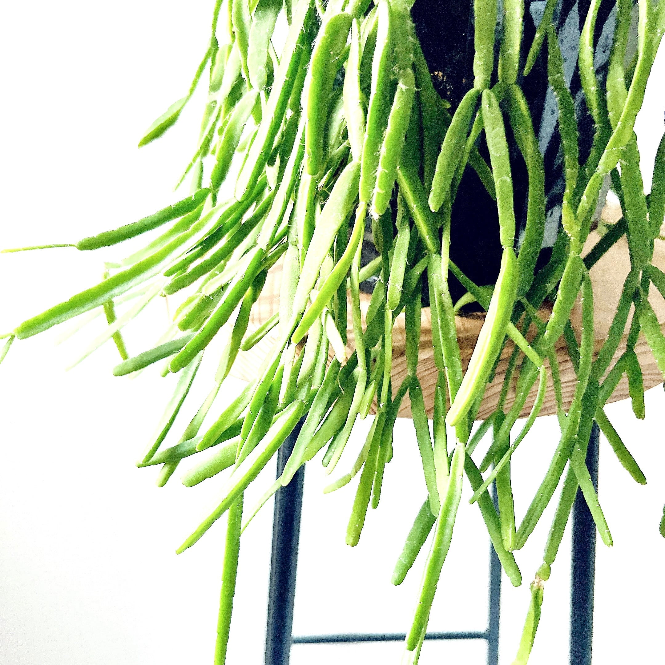 希少 リプサリス ピンクサリー 観葉植物 吊り下げ 再入荷】一点限り 色づく希少種＊リプサリス ピンクサリー＊ハンギング