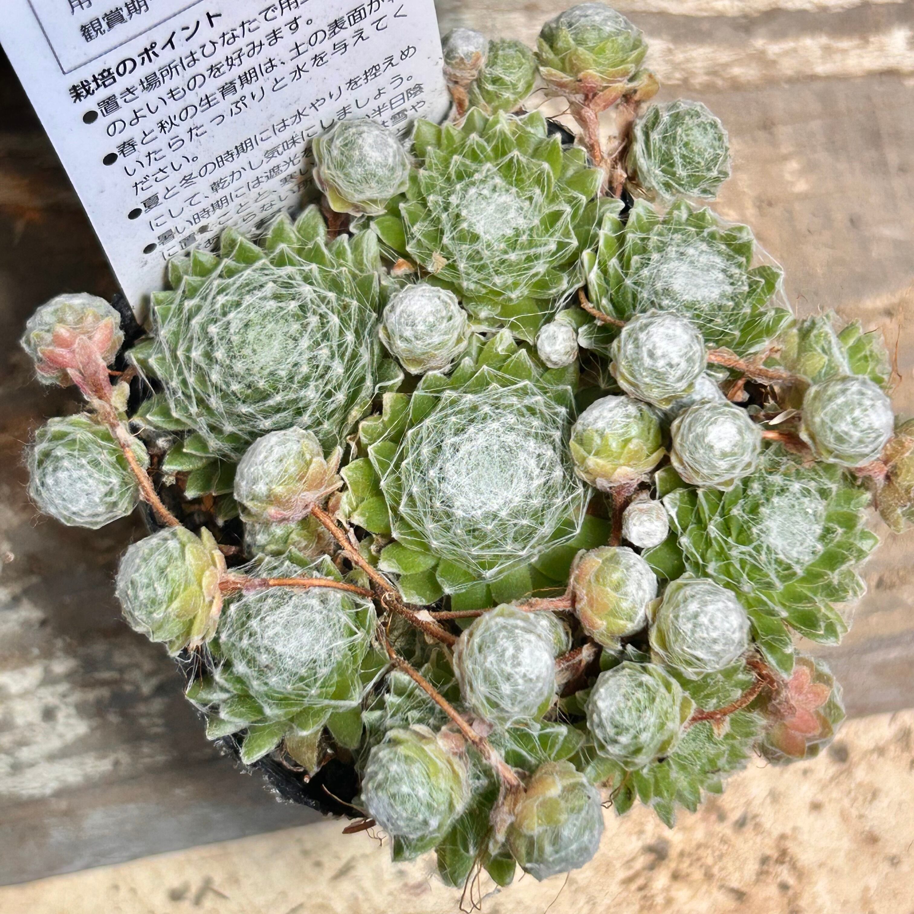 T)ファンタジー(クラッスラ) | RuPo 多肉植物専門店