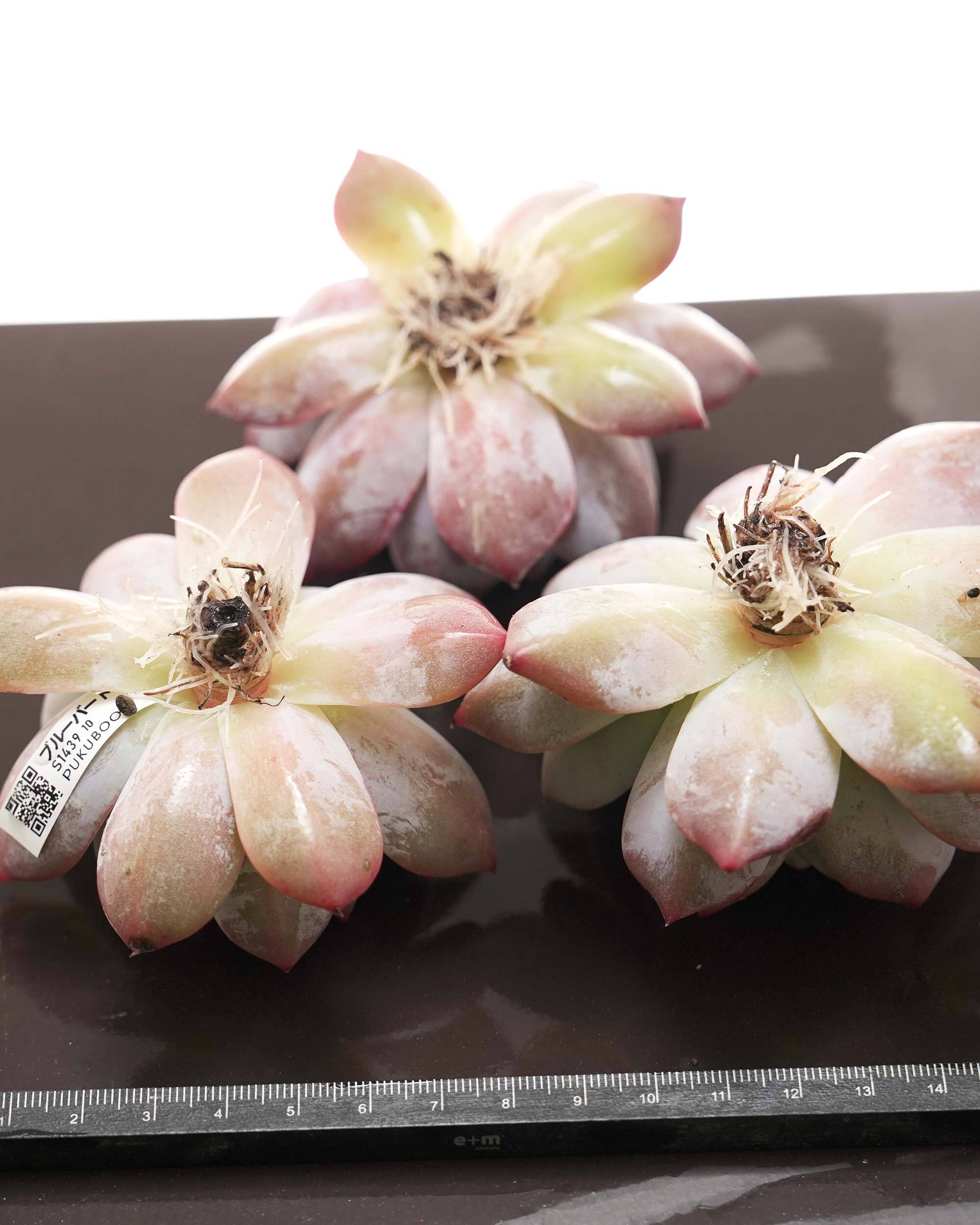 カット苗 ブルーバード 標準サイズ Echeveria 'Blue Bird' | PUKUBOOK