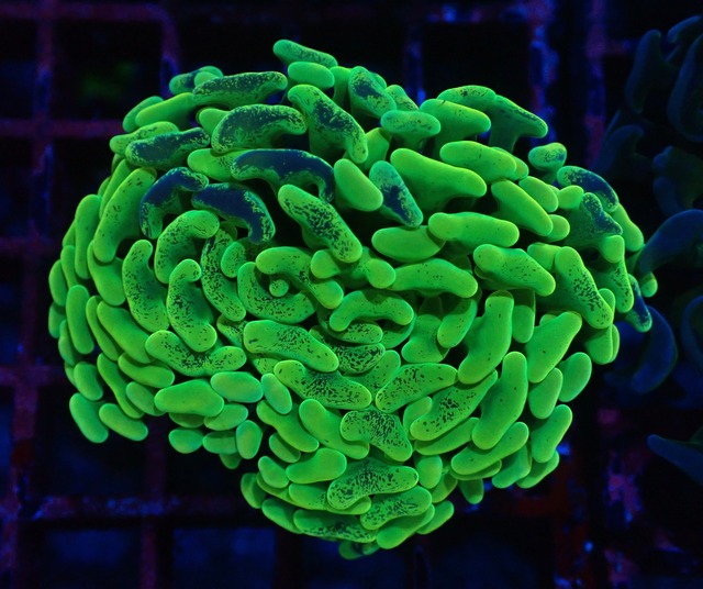 Neon Pulse 5