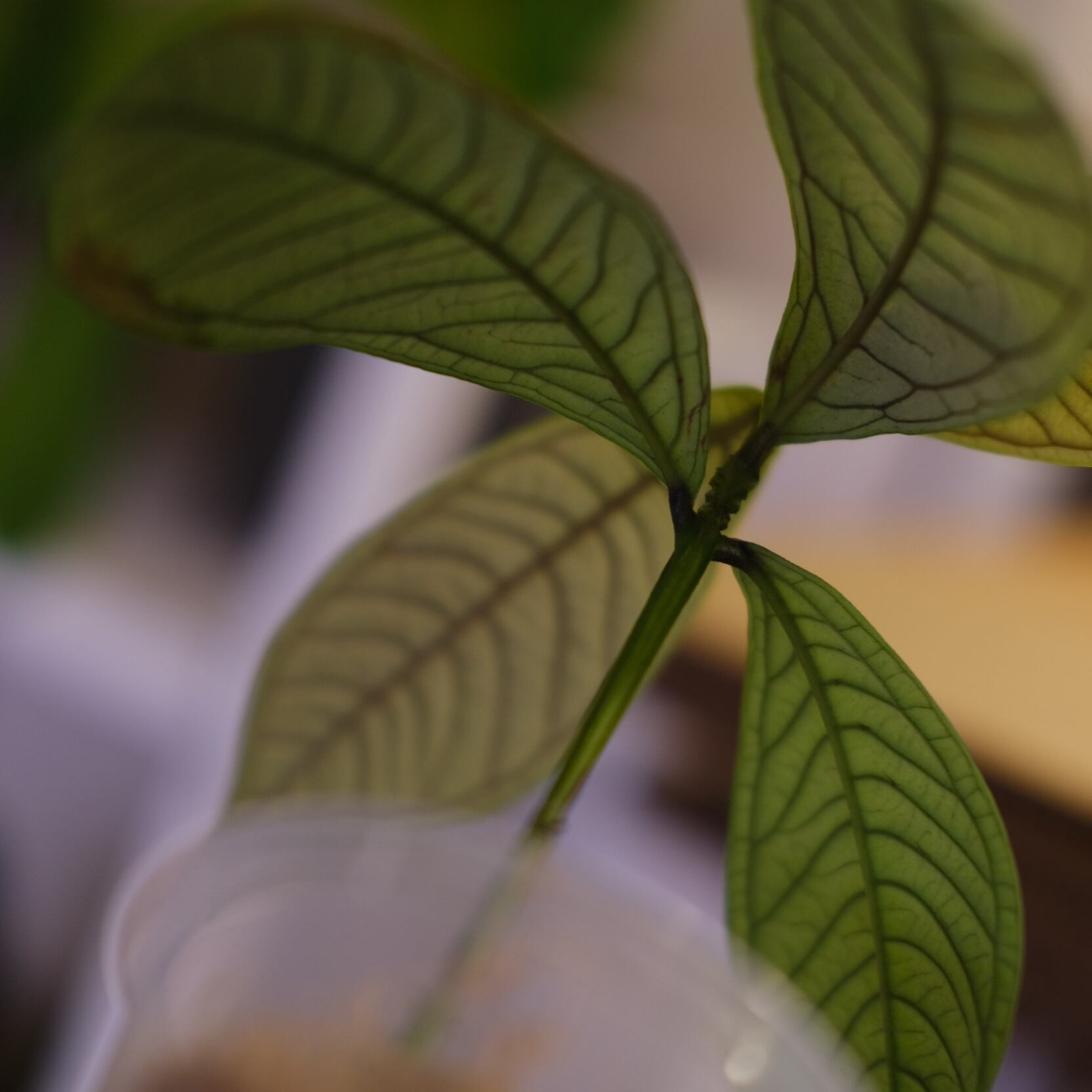 Syzygium jiewhoei｜シジギウム ジエホエイ｜希少フトモモ科植物