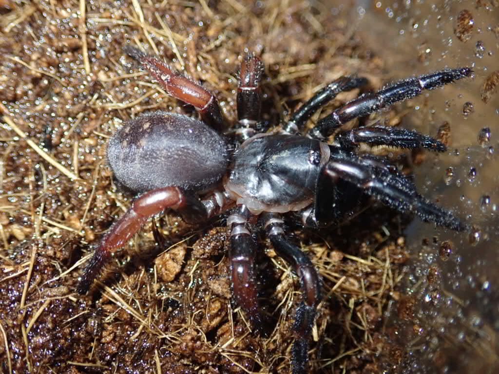 Spider クモ | Bebe Rep. 奇蟲部門