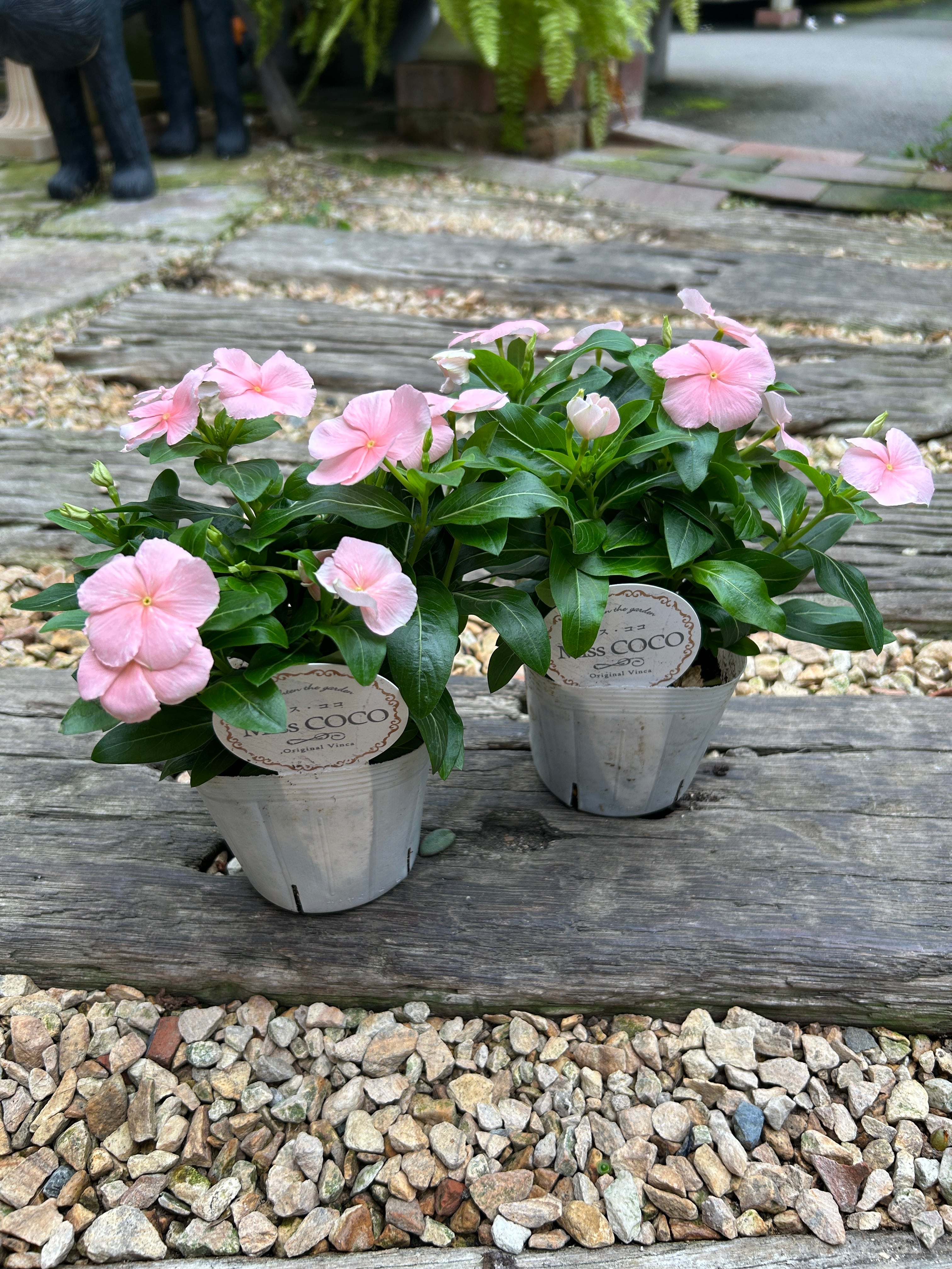 アンディ様全7苗㉙大きめ苗! 青鬼❣️珊瑚の花❣️マスカット❣️メルカリ便込 花苗 | オニ通