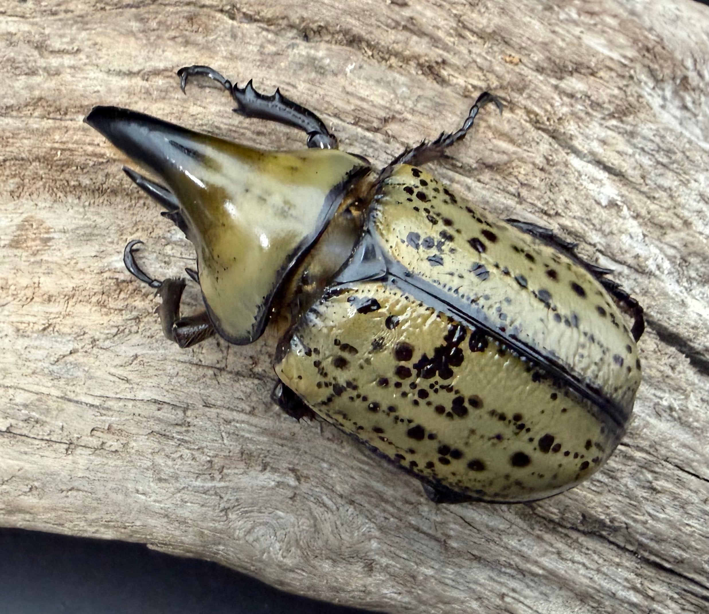 ティティウスシロカブトペア ティティウスシロカブトペア | くわかぶプラネット