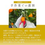 完熟アルギットみかん 約3kg（早生）
