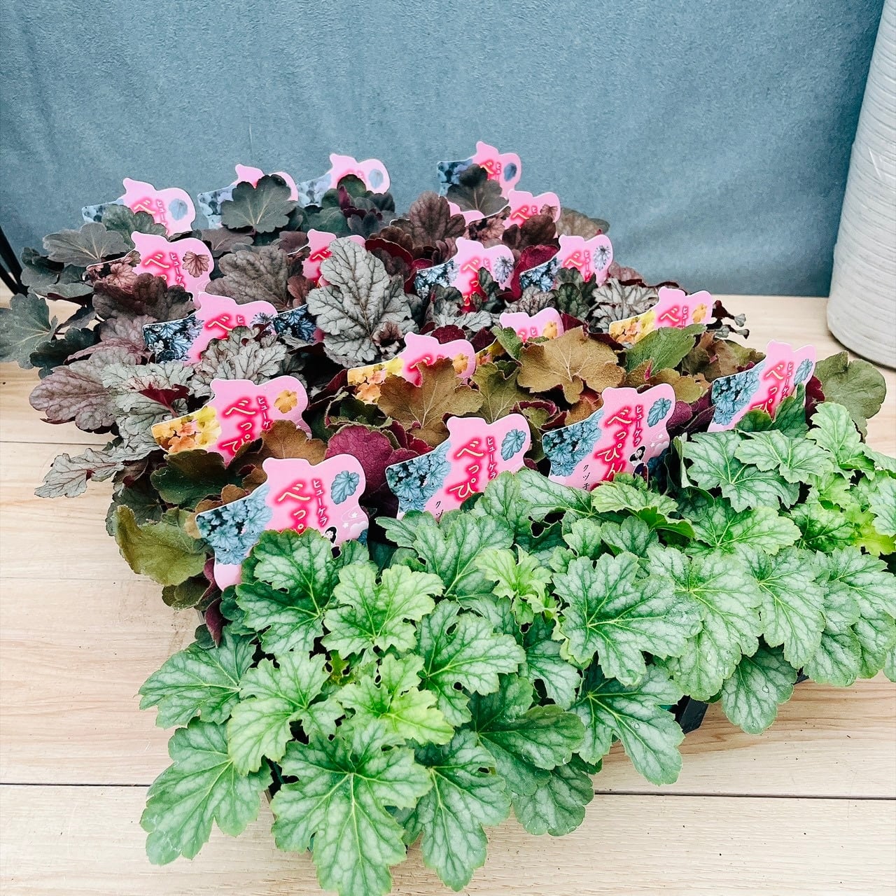 現品］5番 カシワバゴムノキ フィカス リラータ 曲がり 7号 観葉植物