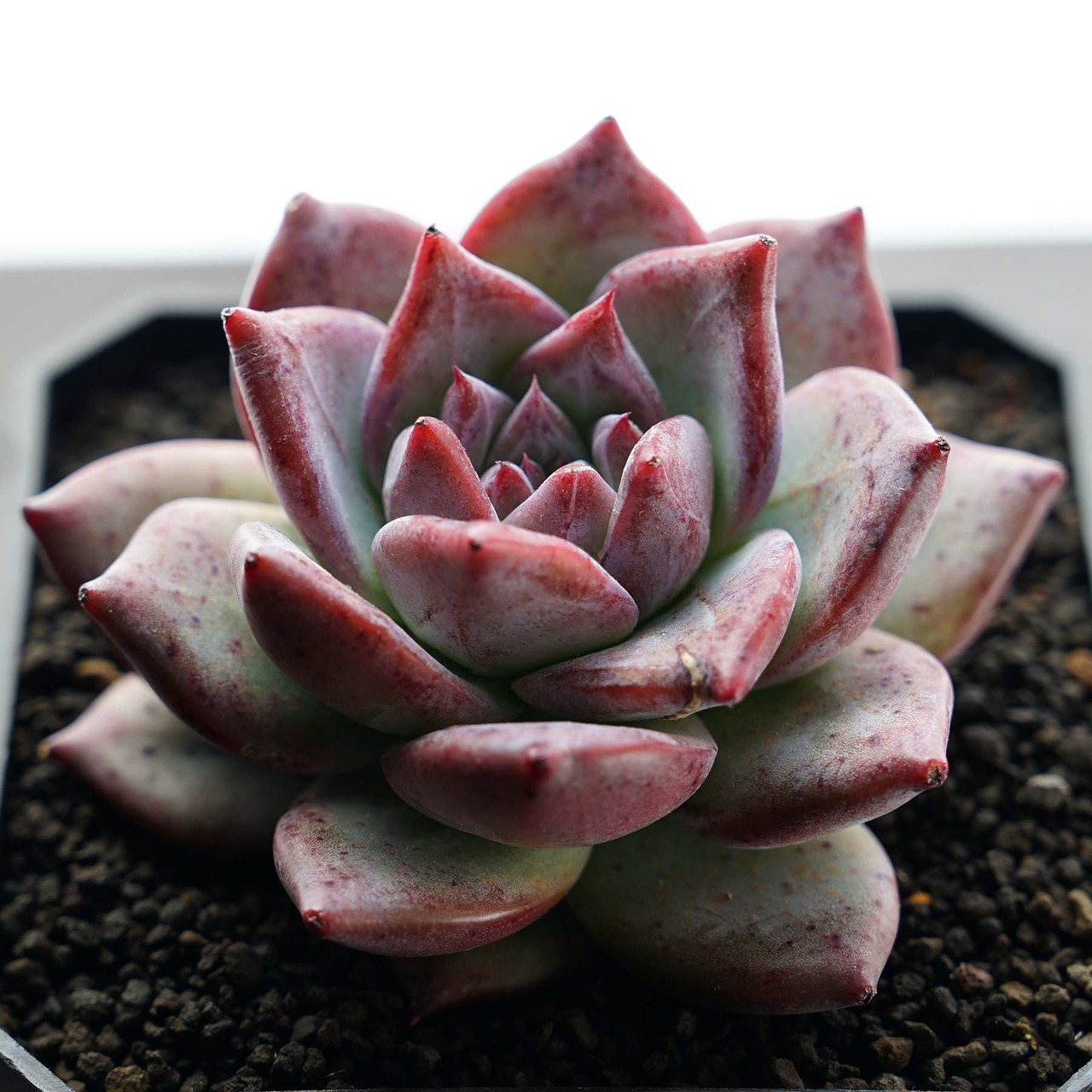 カット苗 ブラックサバス Echeveria 'Black Sabbath'