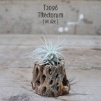 【送料無料】テクトラム M〔エアプランツ〕現品発送T2096