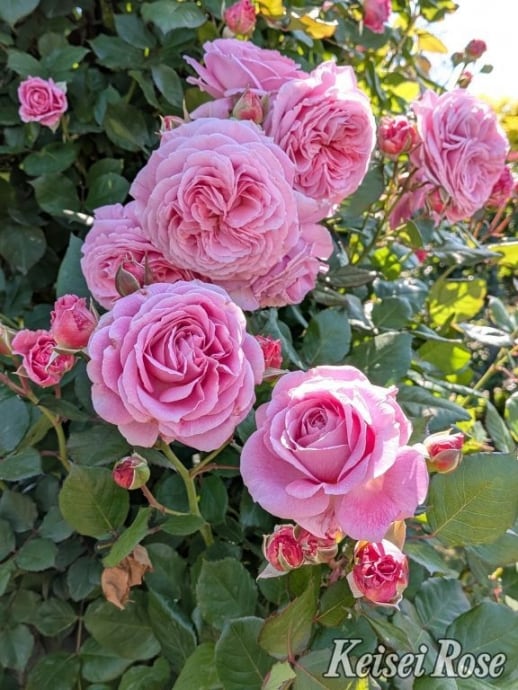 植物】 | フラワーガーデン泉 オンラインショップ