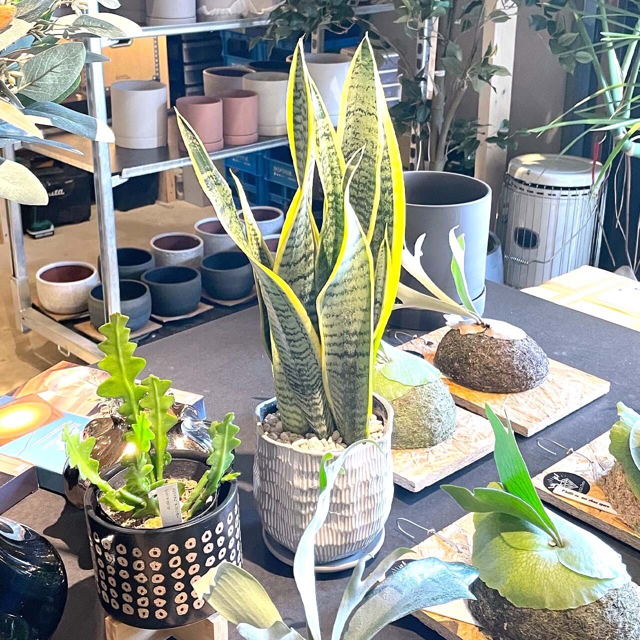 65 Off 送料無料 サンスベリア ローレンティ 選べる鉢付 3種類 観葉植物 風水 マイナスイオン 開店祝い 新築祝い 引越し祝い Www Acabonding Com