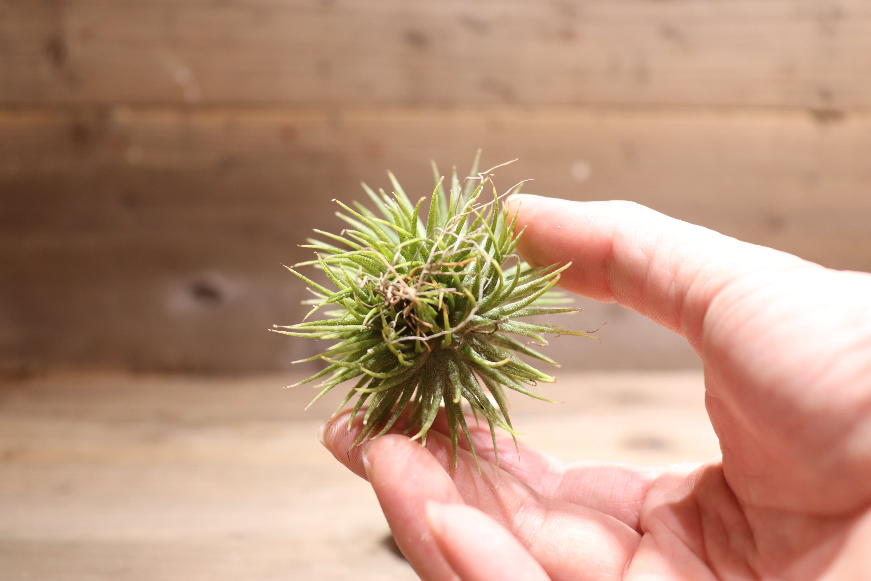 空氣鳳梨綴化小精靈Tillandsia Tillandsia ionantha 'Monstrose