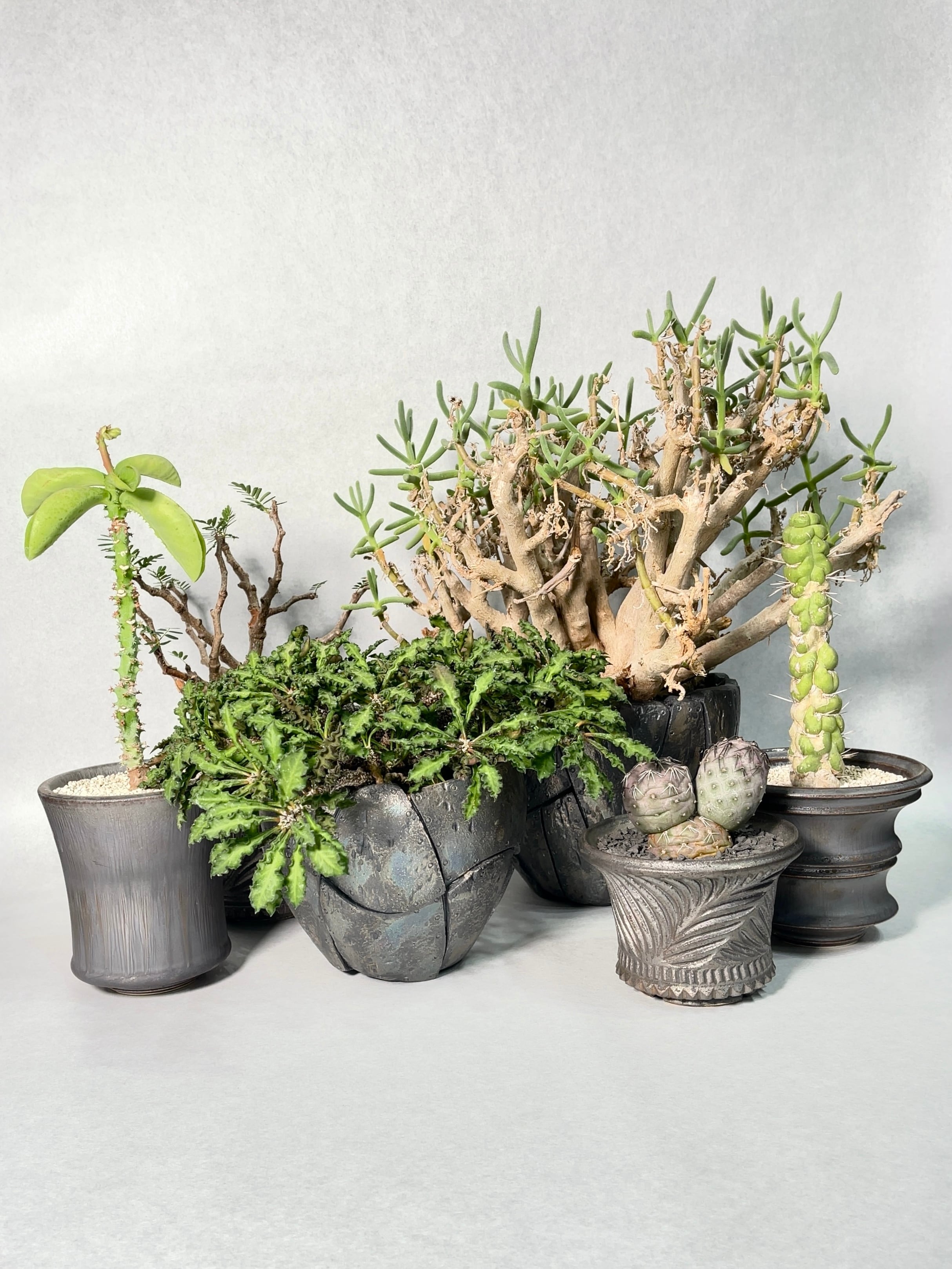 モナデニウム・マグニフィカム | trigger