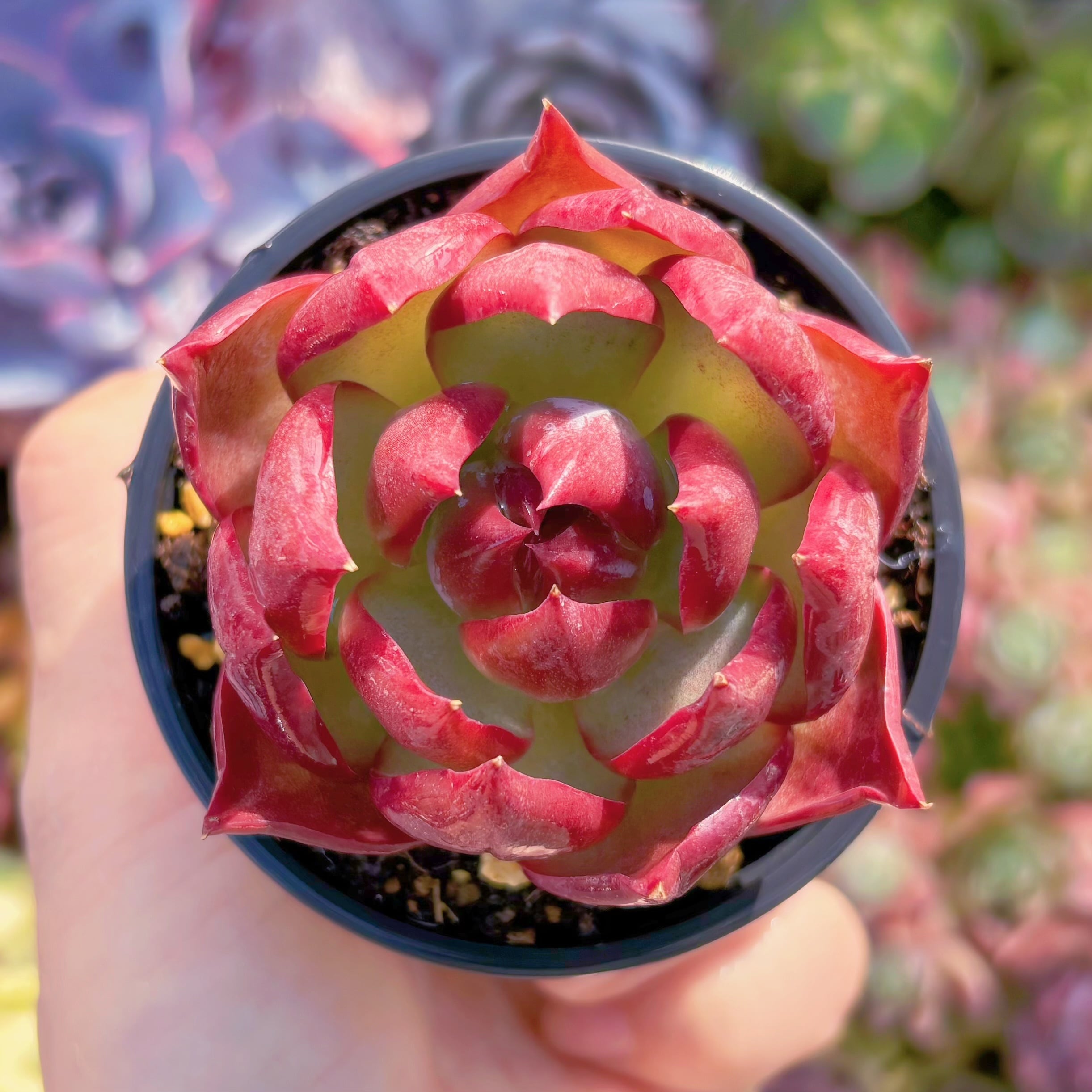 現品　カシオ#2008　るる農園