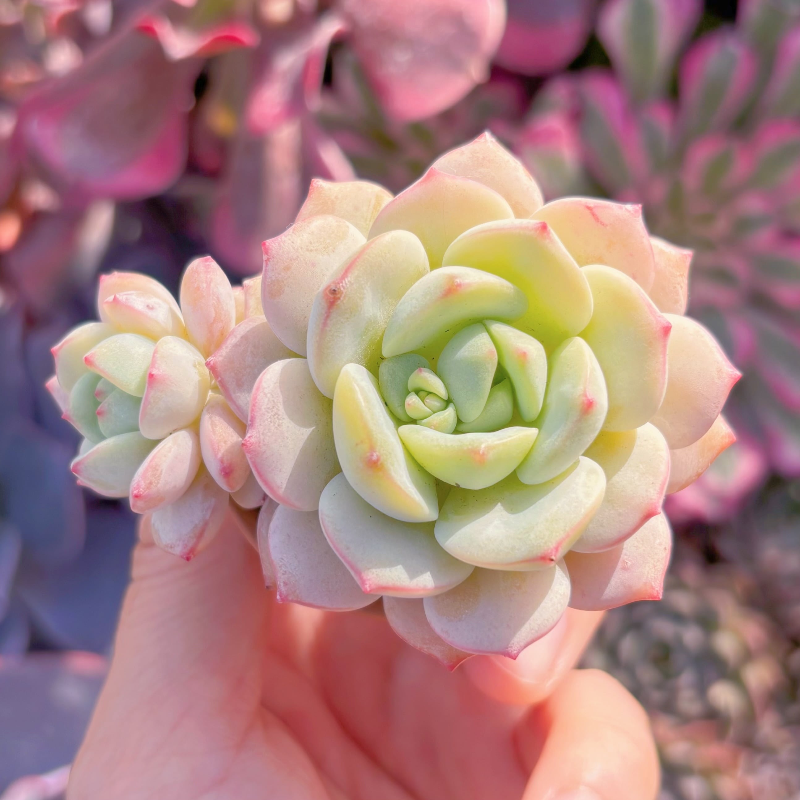 多肉植物　バニラビス　新入荷　るる農園