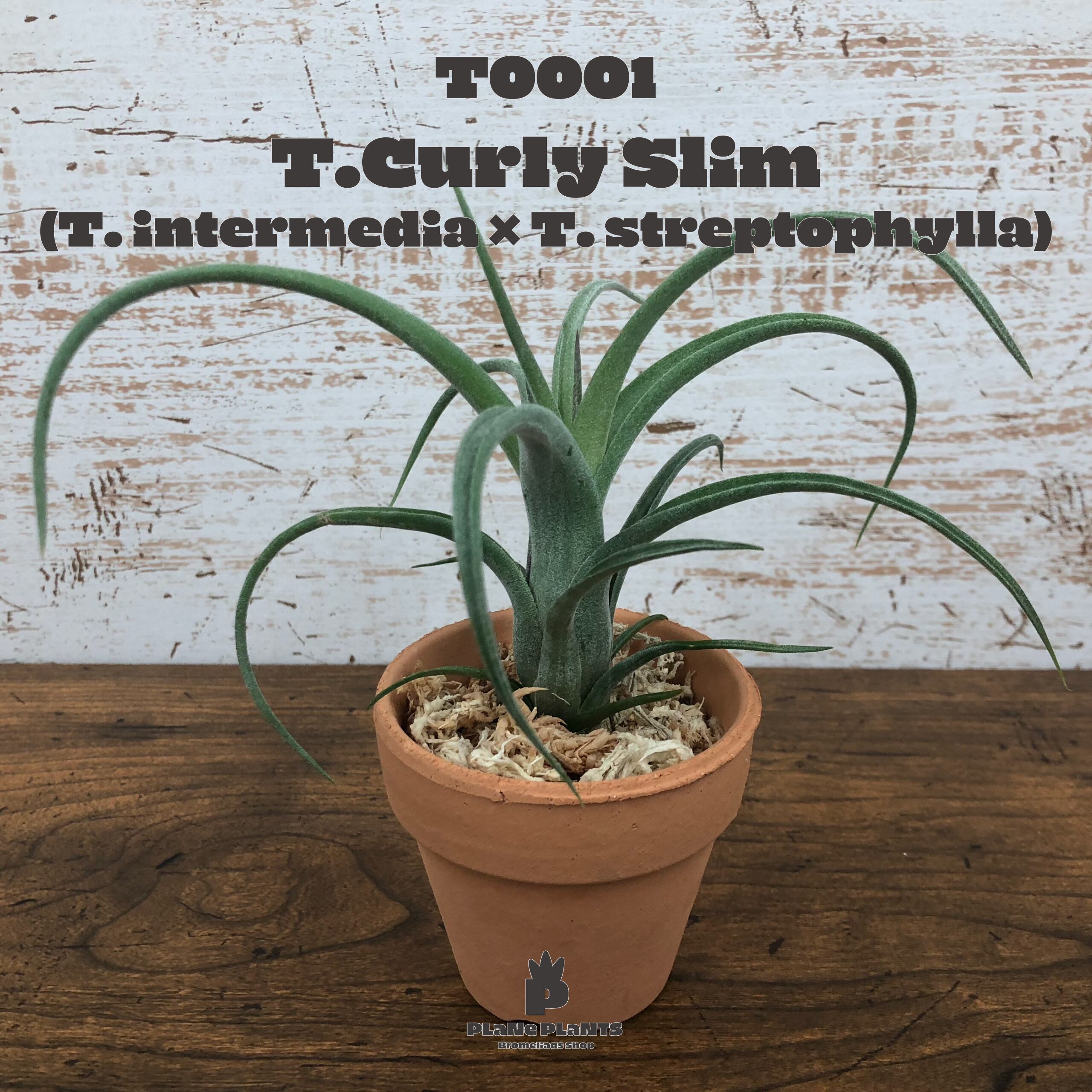 【送料無料】カーリースリム〔エアプランツ〕現品発送T0001