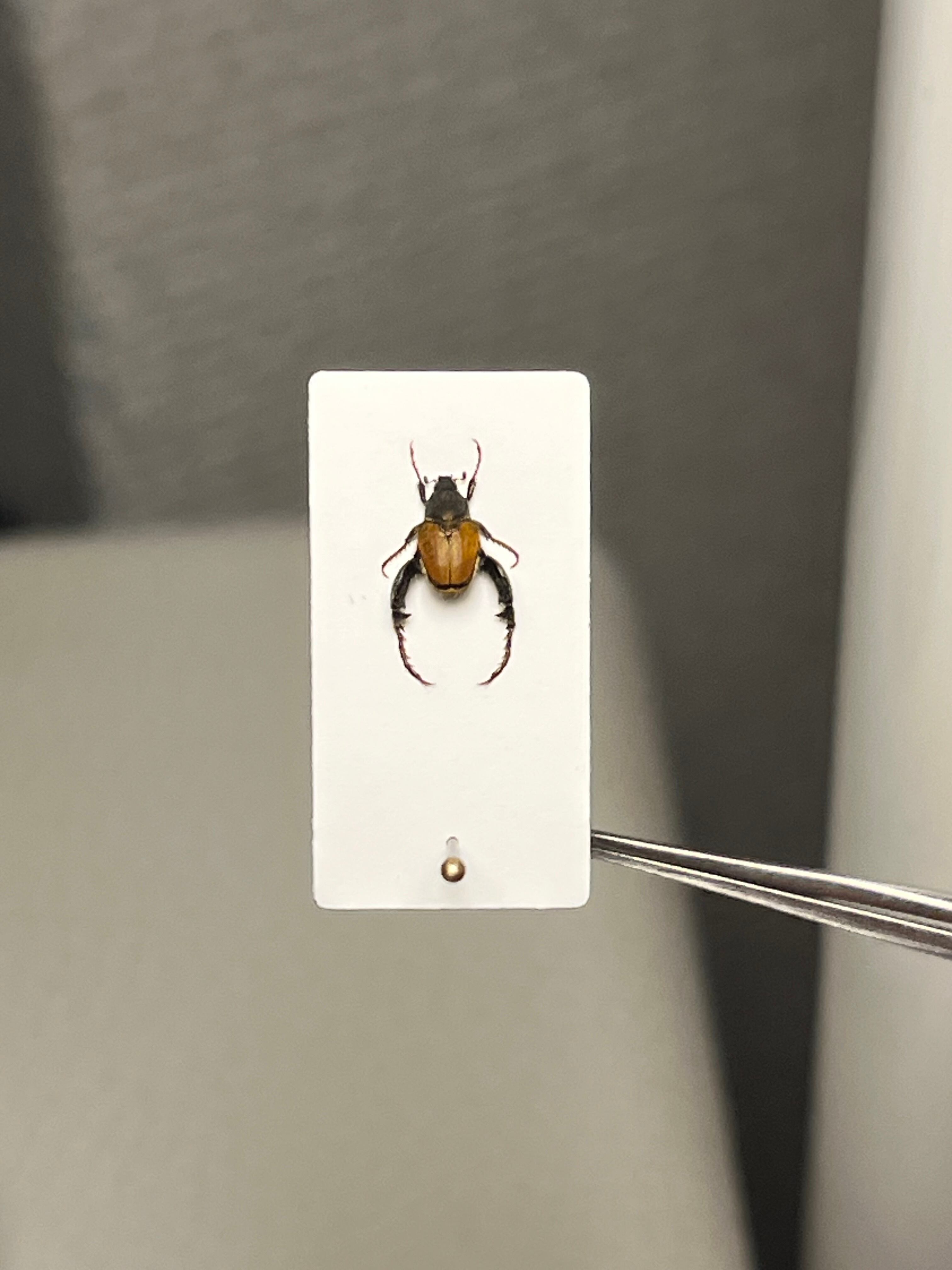 4mm】山吹色の体色が美しい南アフリカのアシナガコガネ 標本 プラチナ
