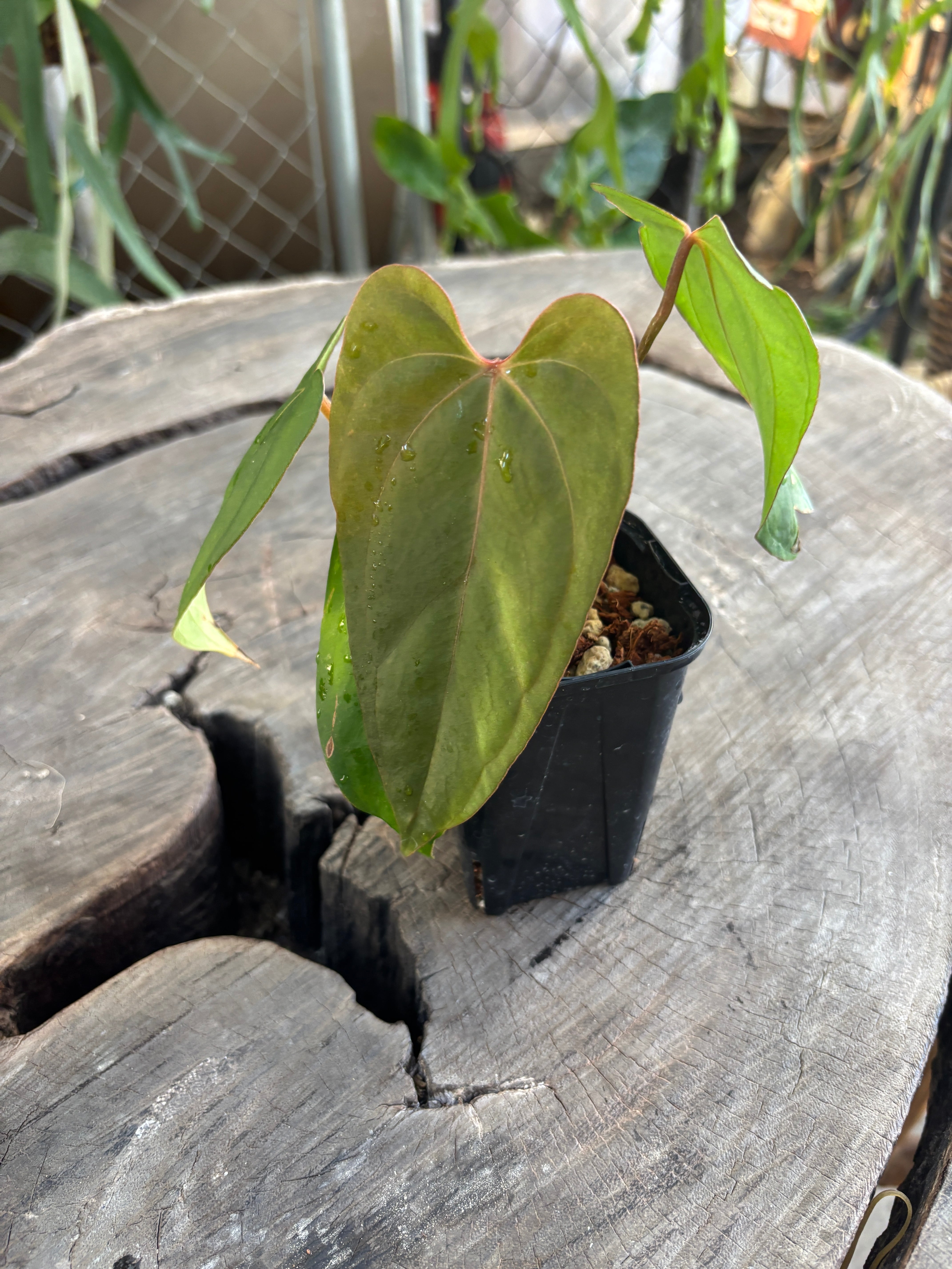 Anthurium | BA PLants