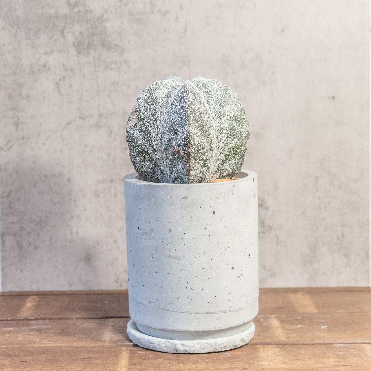 恩塚ランポー玉|年月を重ね膨らんだ存在感、細かな白斑が映える一点物【手づくりモルタル鉢】