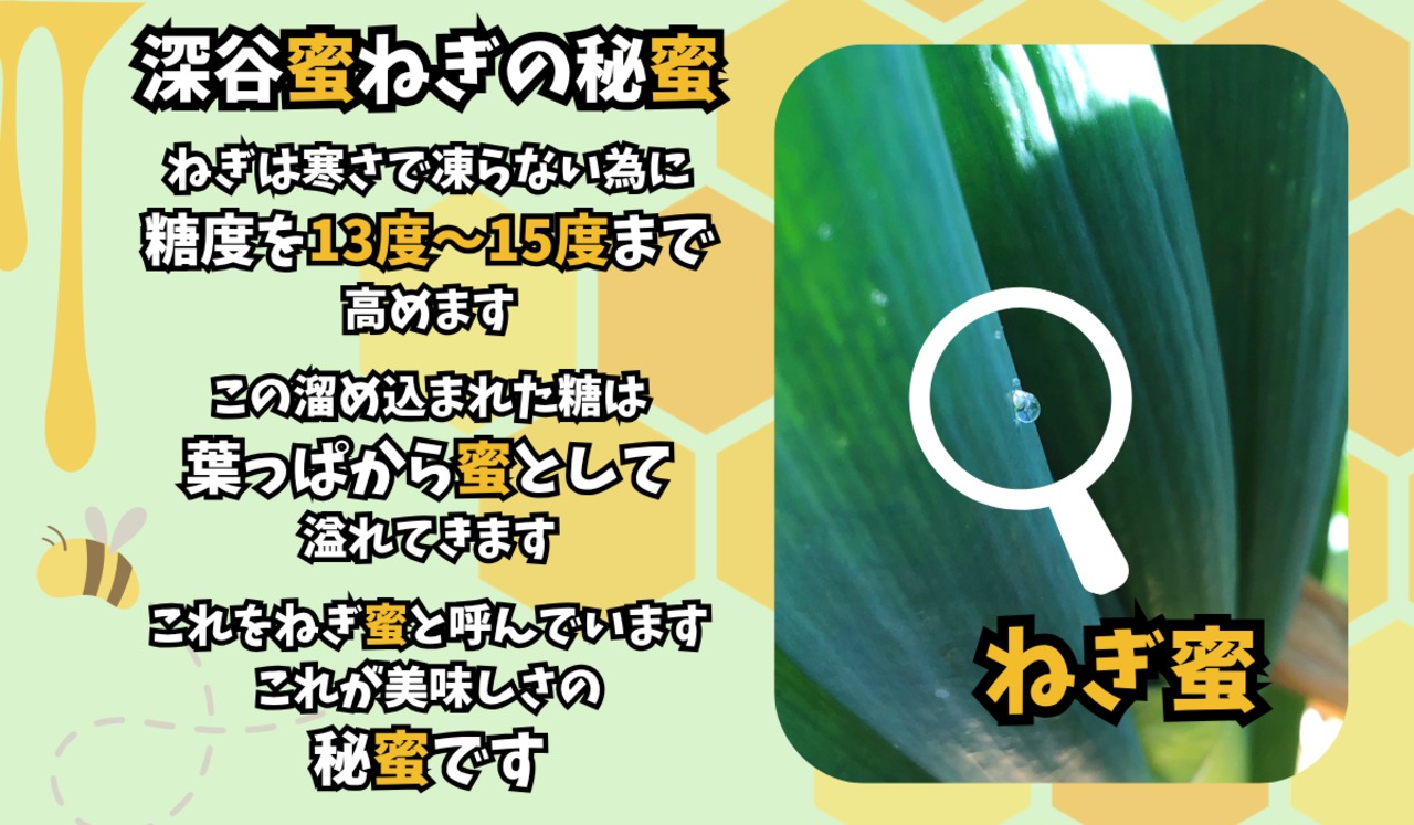 深谷蜜ねぎ2,5キロ