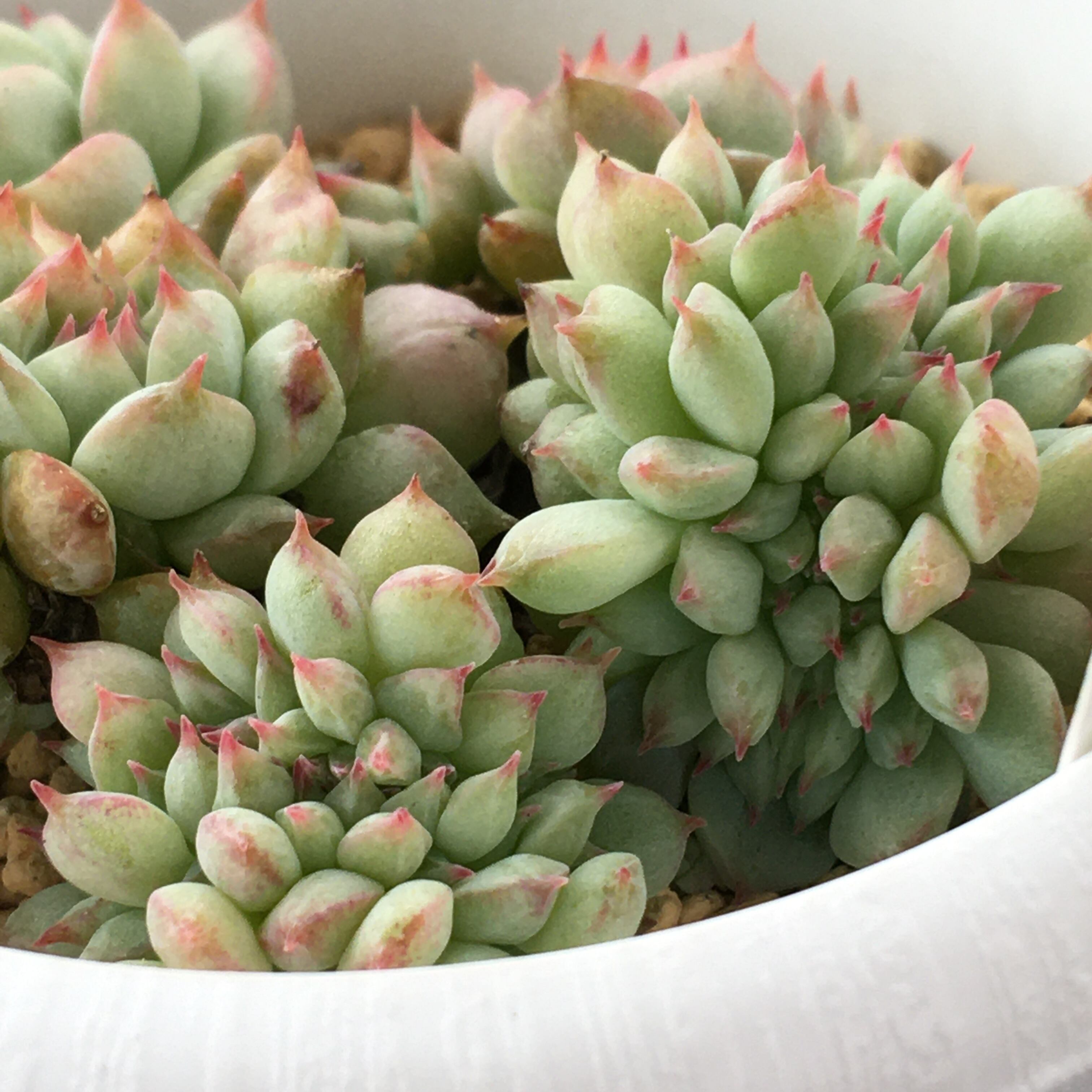 ティッピー綴化群生 韓国苗 | RuPo 多肉植物専門店