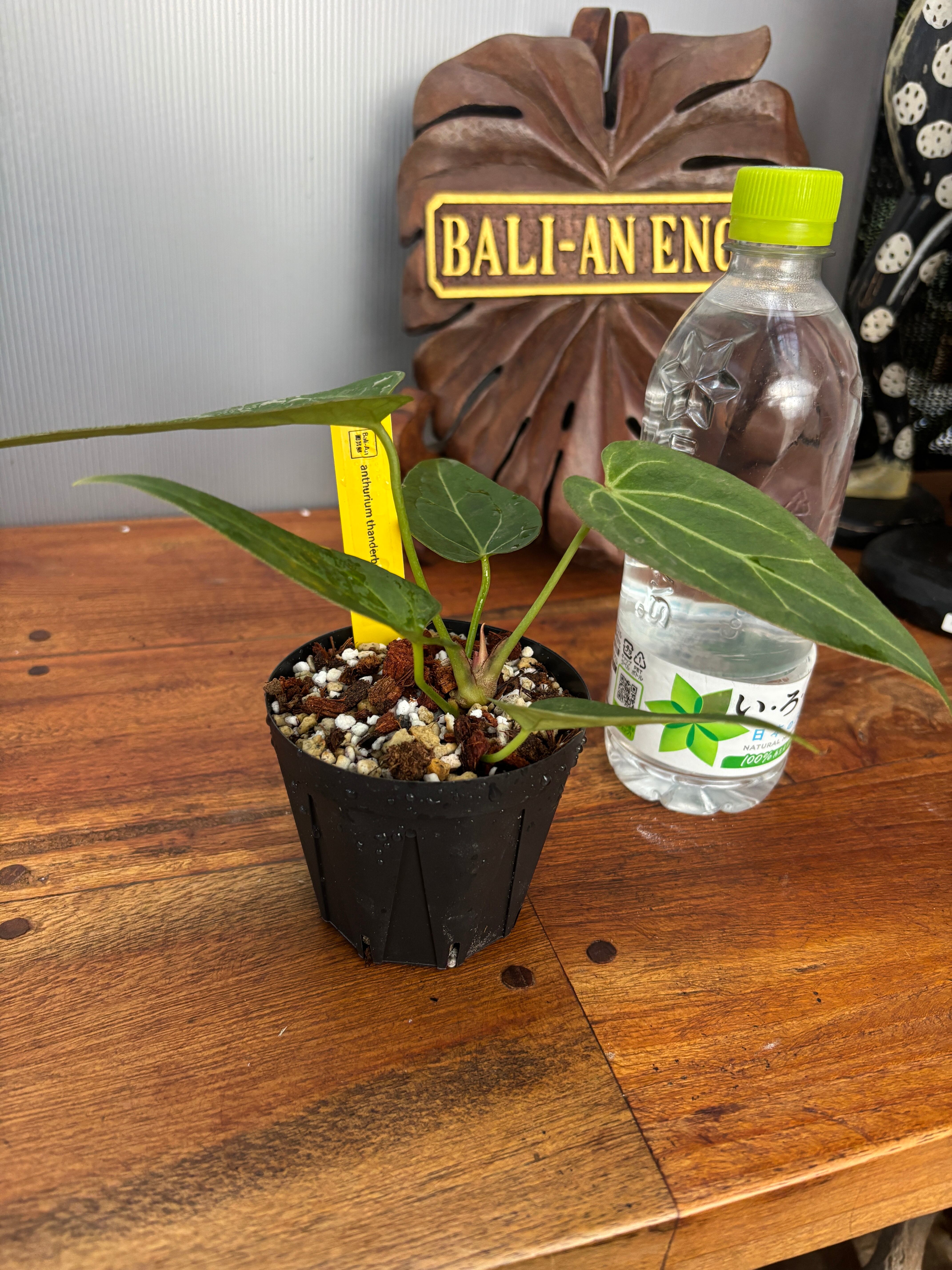 アンスリウムコンプリート アンスリウム | ROOTALPLANTS