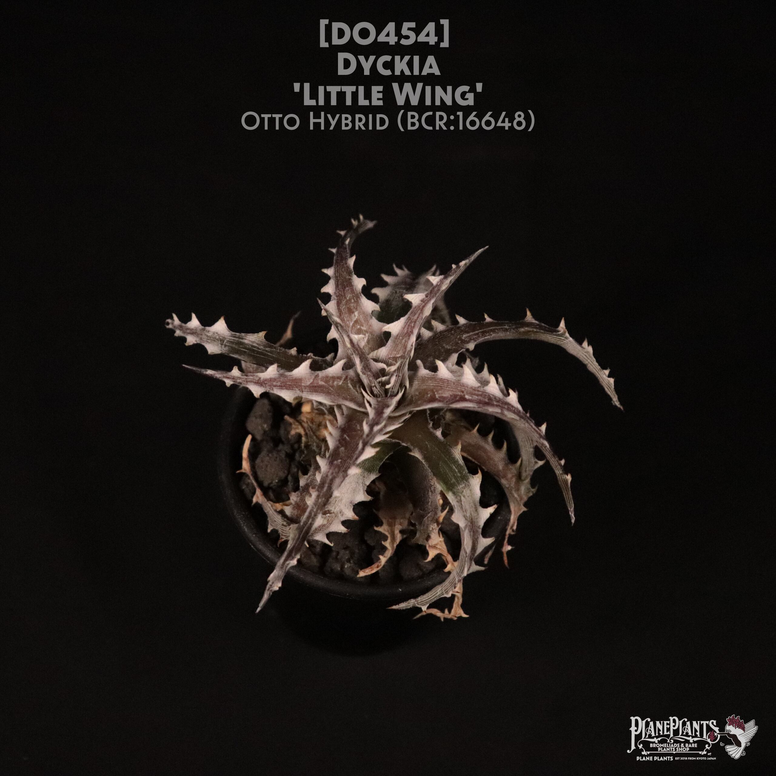 【送料無料】Dyckia 'Little Wing'〔ディッキア〕現品発送D0454
