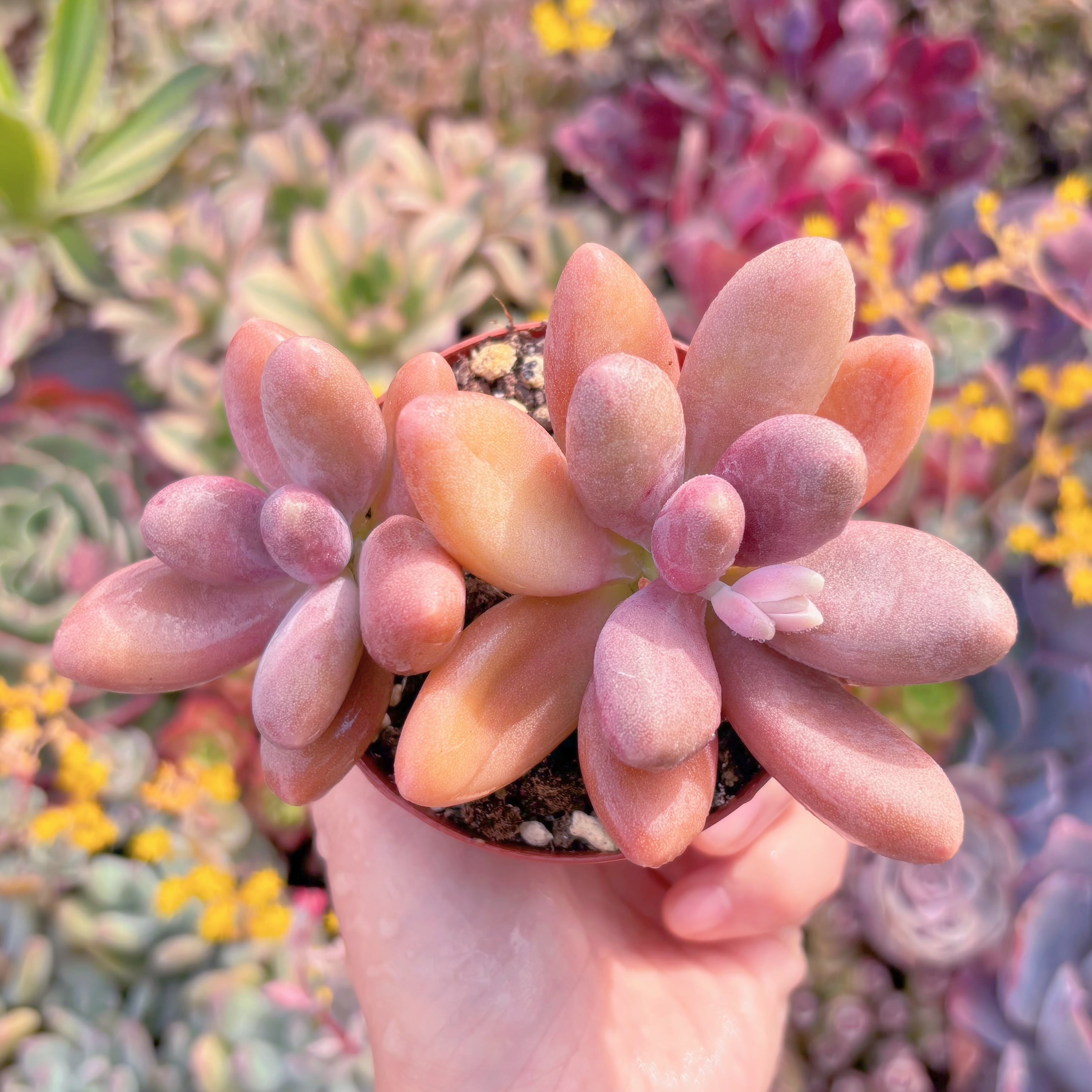 現品　砂糖美人#551　群生　新入荷　るる農園