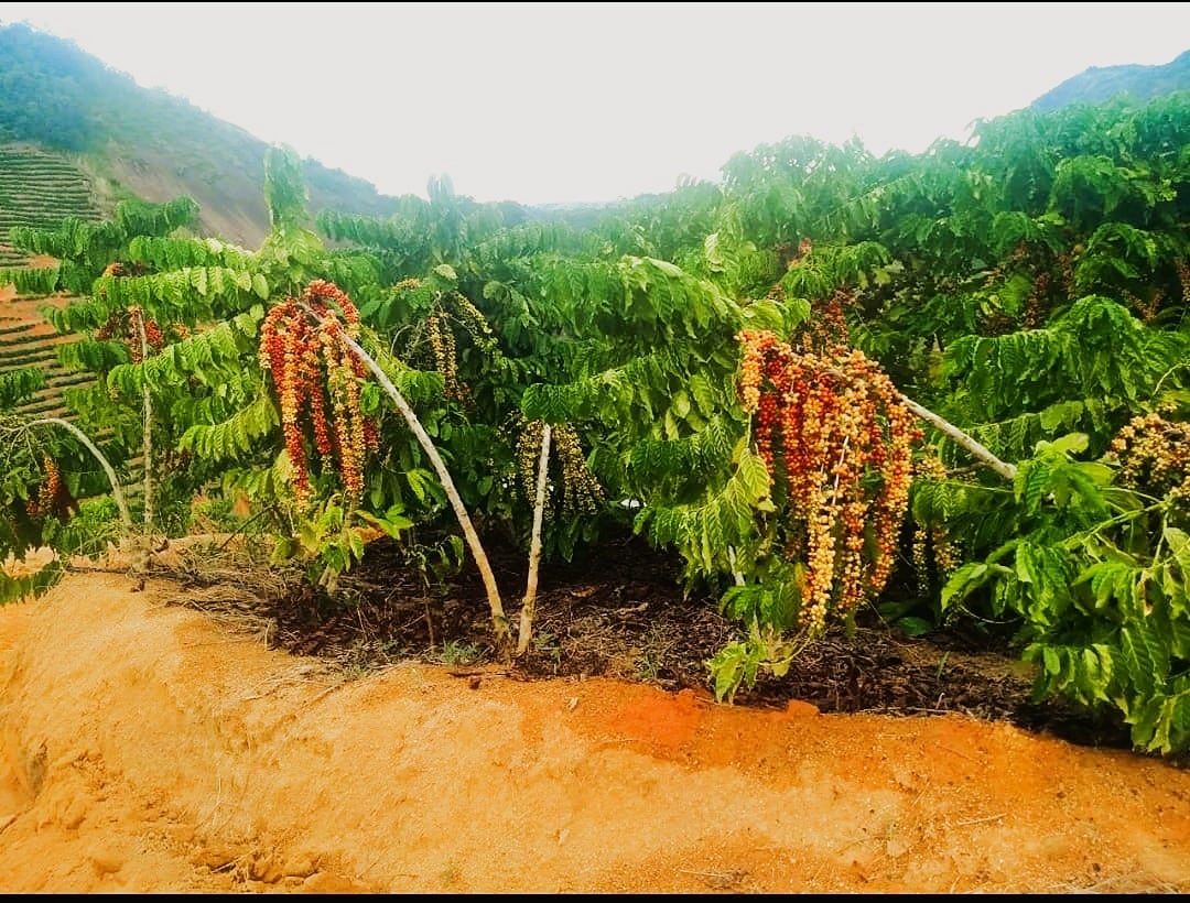 【レモンズ05】コーヒー生豆2種類セット！　※送料無料 生豆200g】BRAZIL Amazonico Robusta/ Specialty Robusta | Ordies (旧