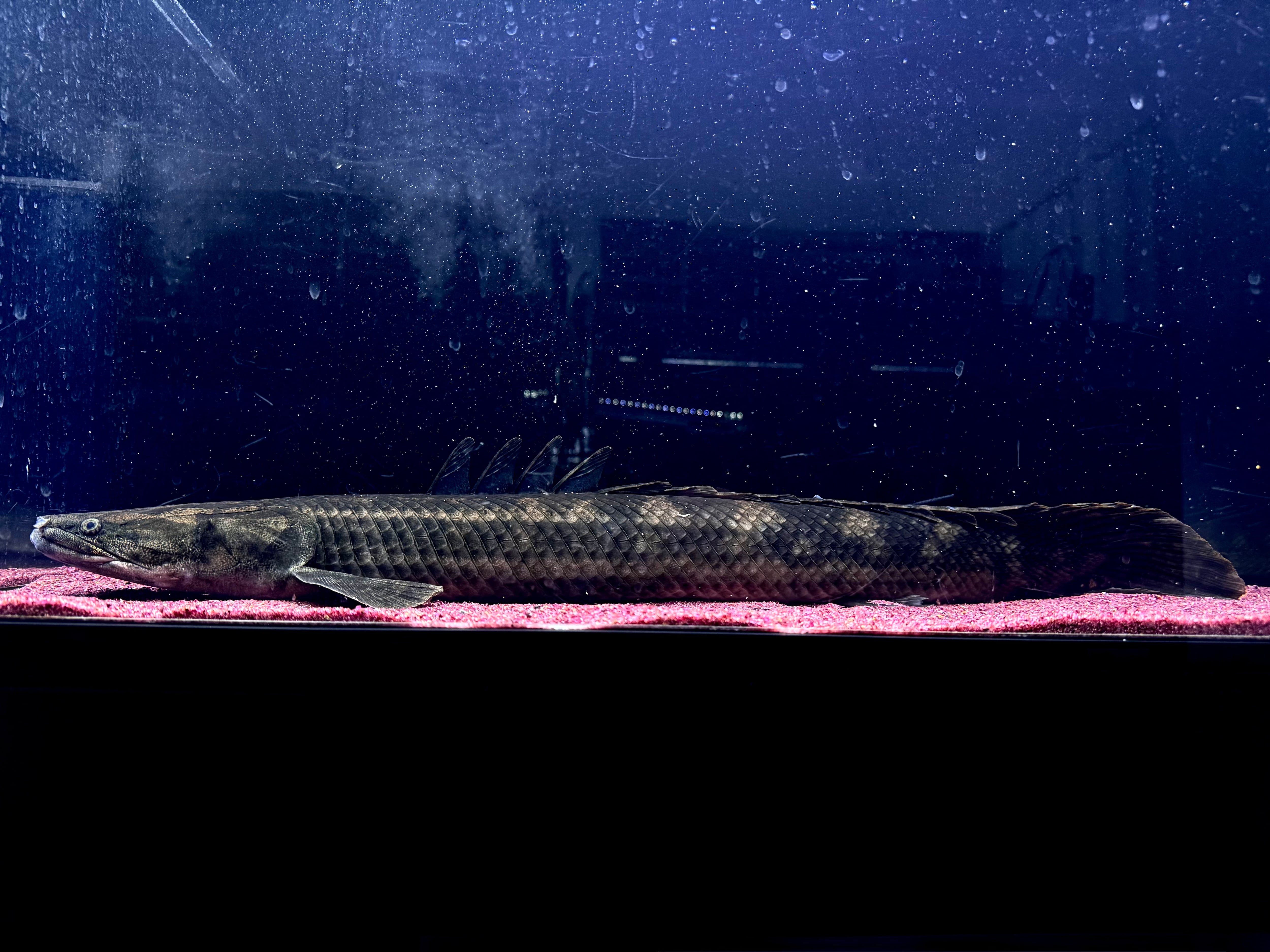 po.sp.ナイジェリア60up | AQUASTYLEG po.sp.ナイジェリア60up | AQUASTYLEG