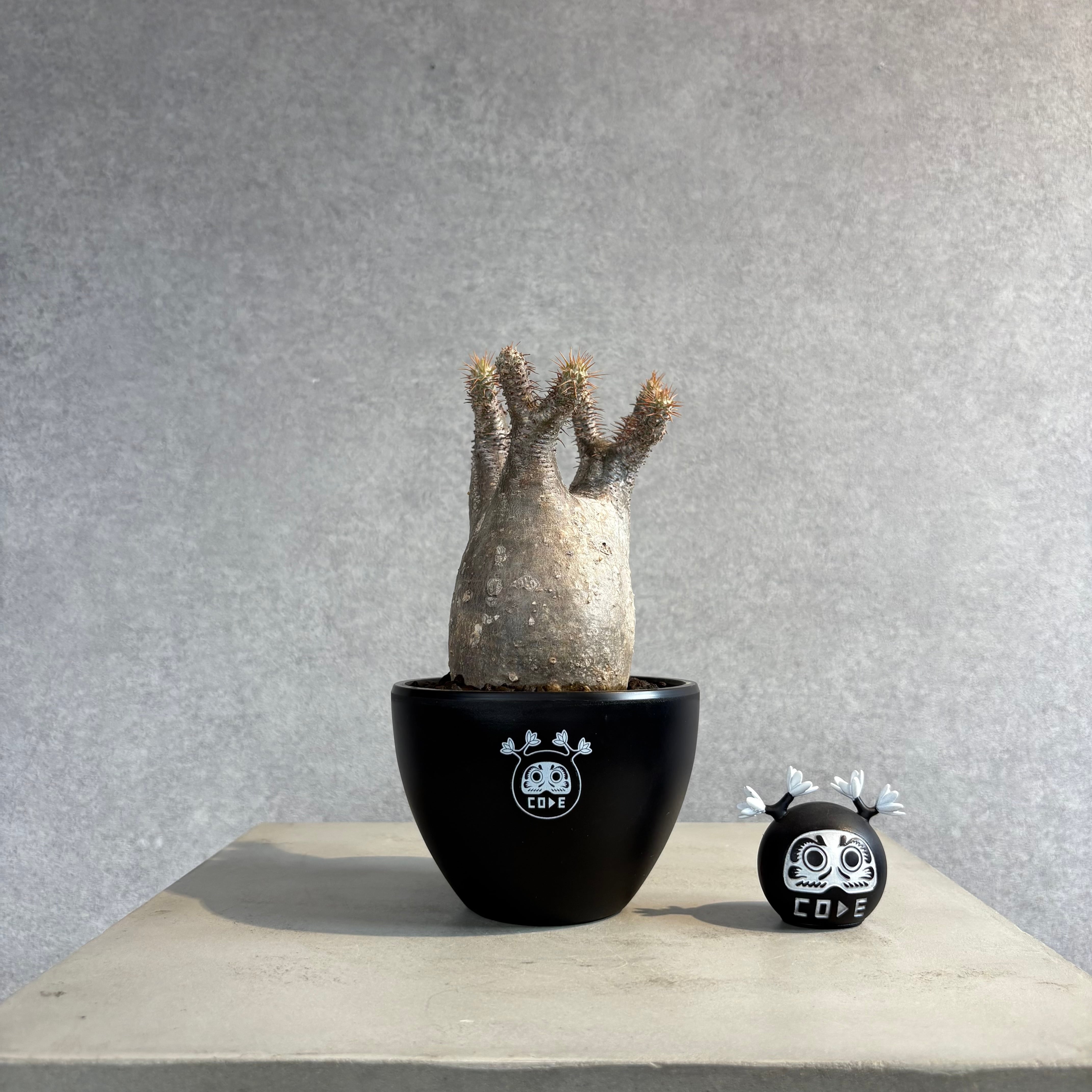 P willinckii cv. White Knight【artPLANTs】ビカクシダ/Platycerium