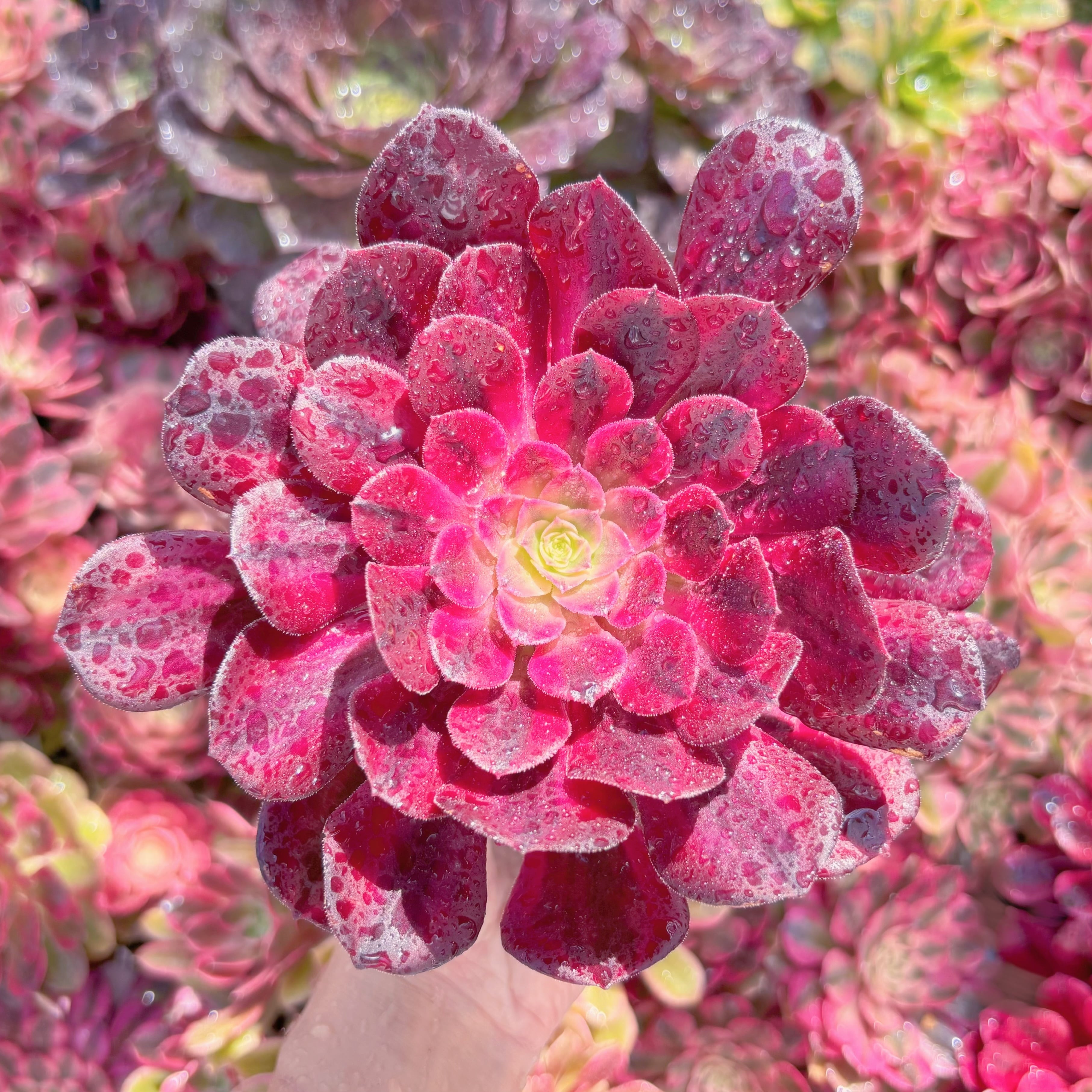 多肉植物　メデューサ　群生　新入荷　るる農園