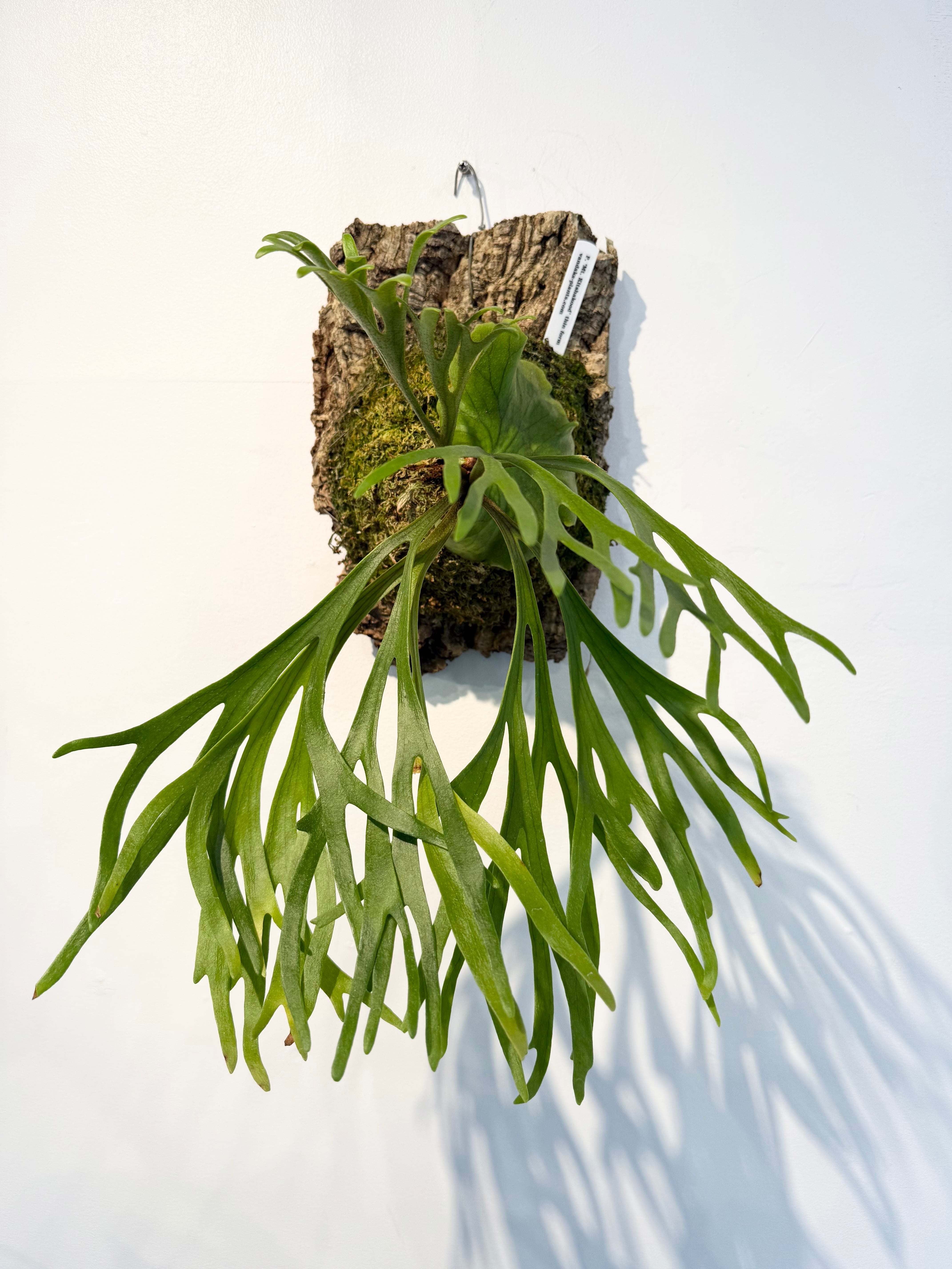 Platycerium_ビカクシダ | vandaka plants