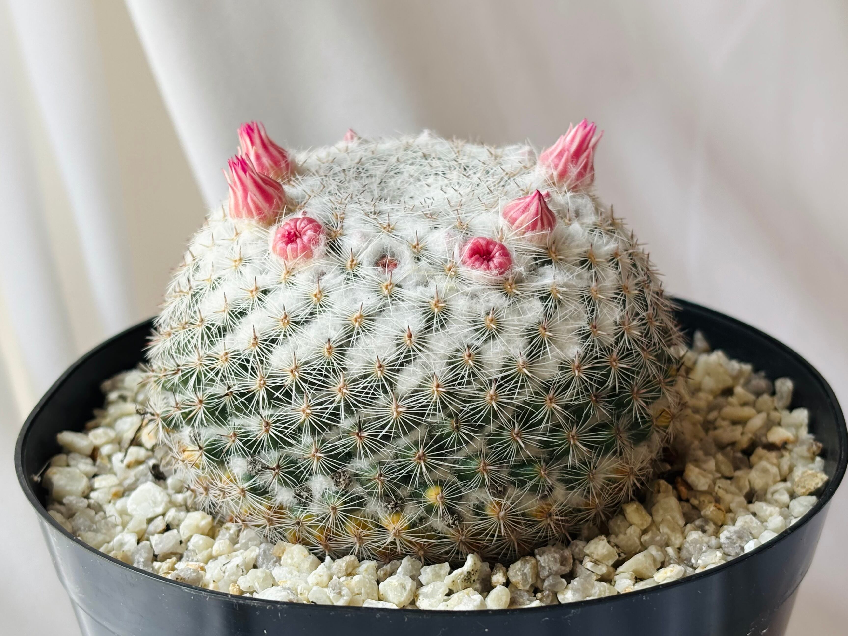 Mammillaria brauneana マミラリア 恋山彦 サボテン