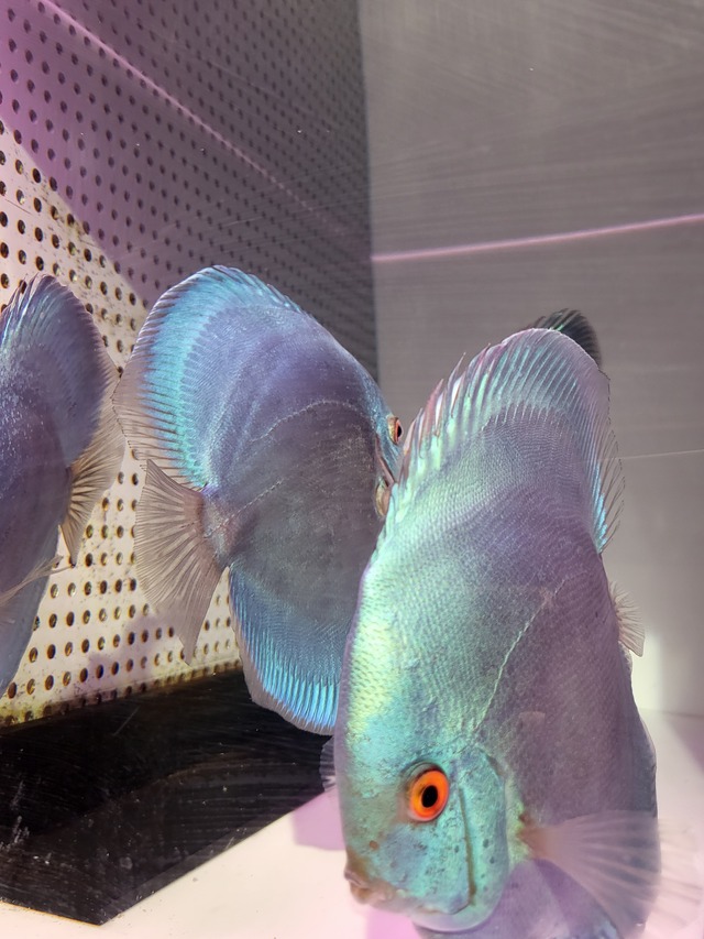 スーパーブルーダイヤモンド　ディスカス