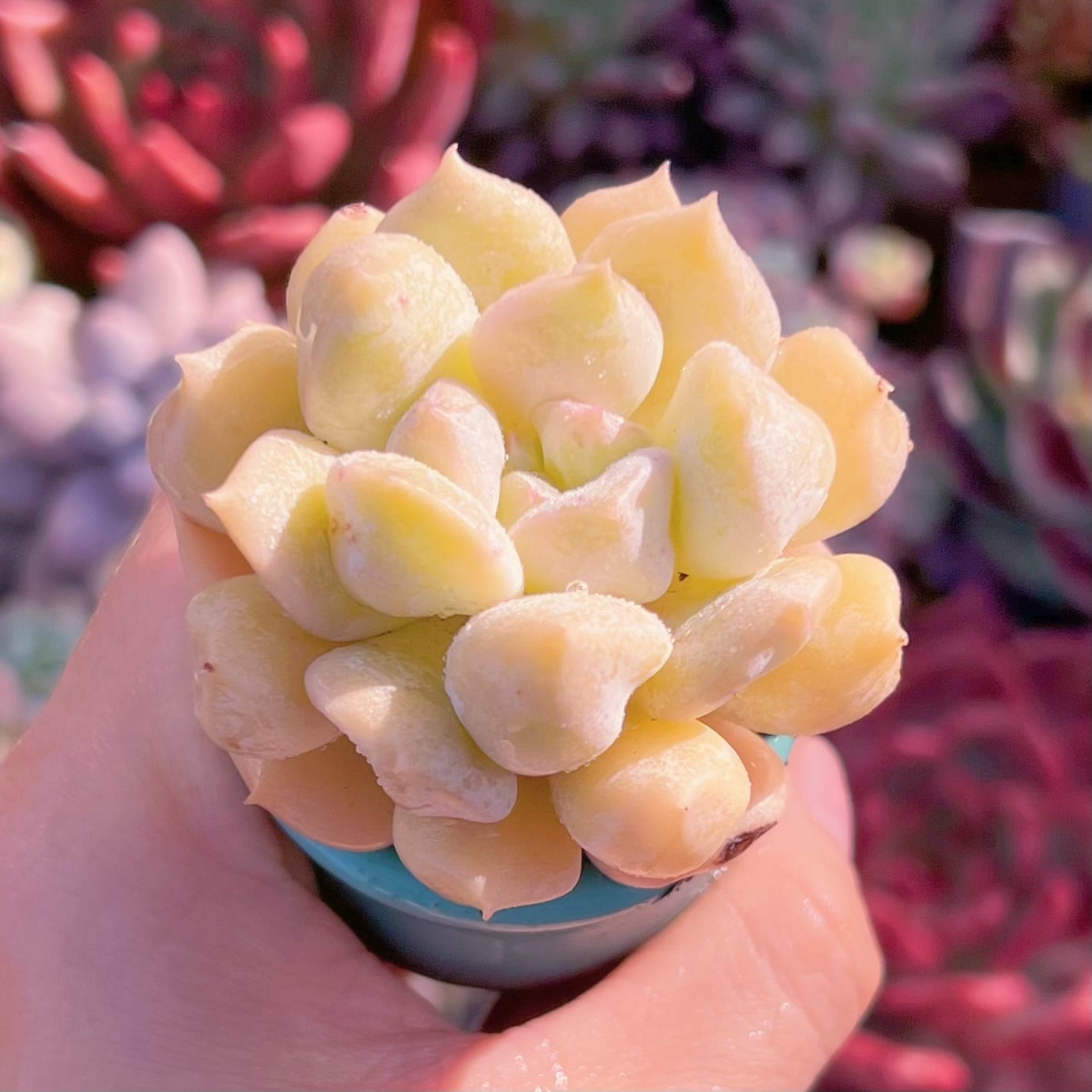 多肉植物　ミルキーウェーブ　新入荷　るる農園