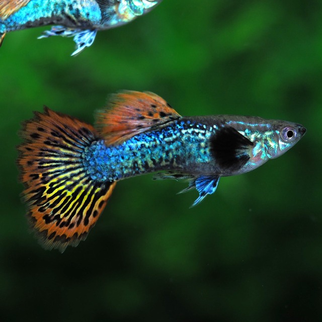 【観賞用】レッドドラゴン　オス6匹