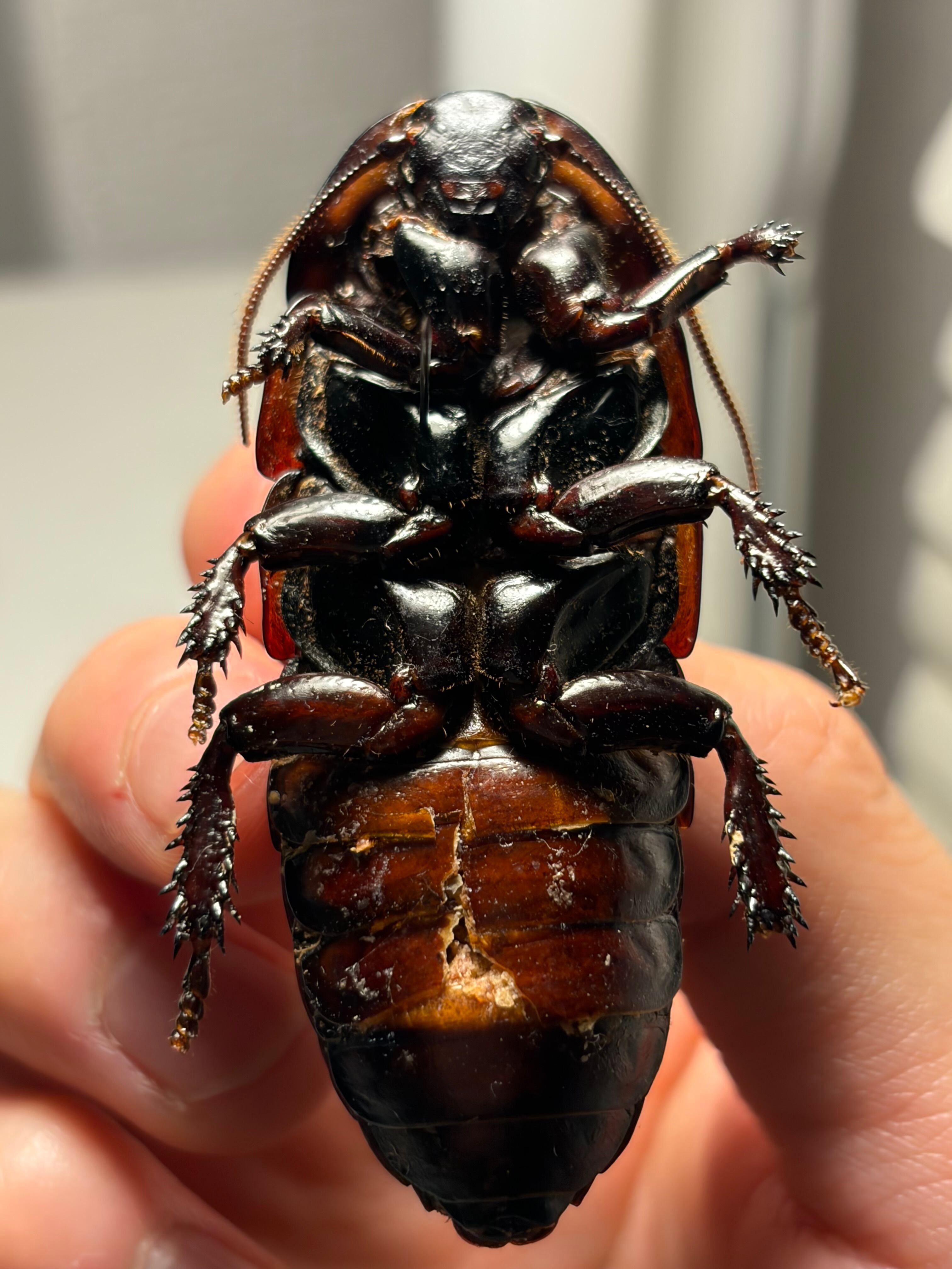 【漆黒朱殷】チョバルディ マダガスカルゴキブリ 標本 デュビア レッドローチ 漆黒朱殷】チョバルディ マダガスカルゴキブリ 標本 幼体 デュビア